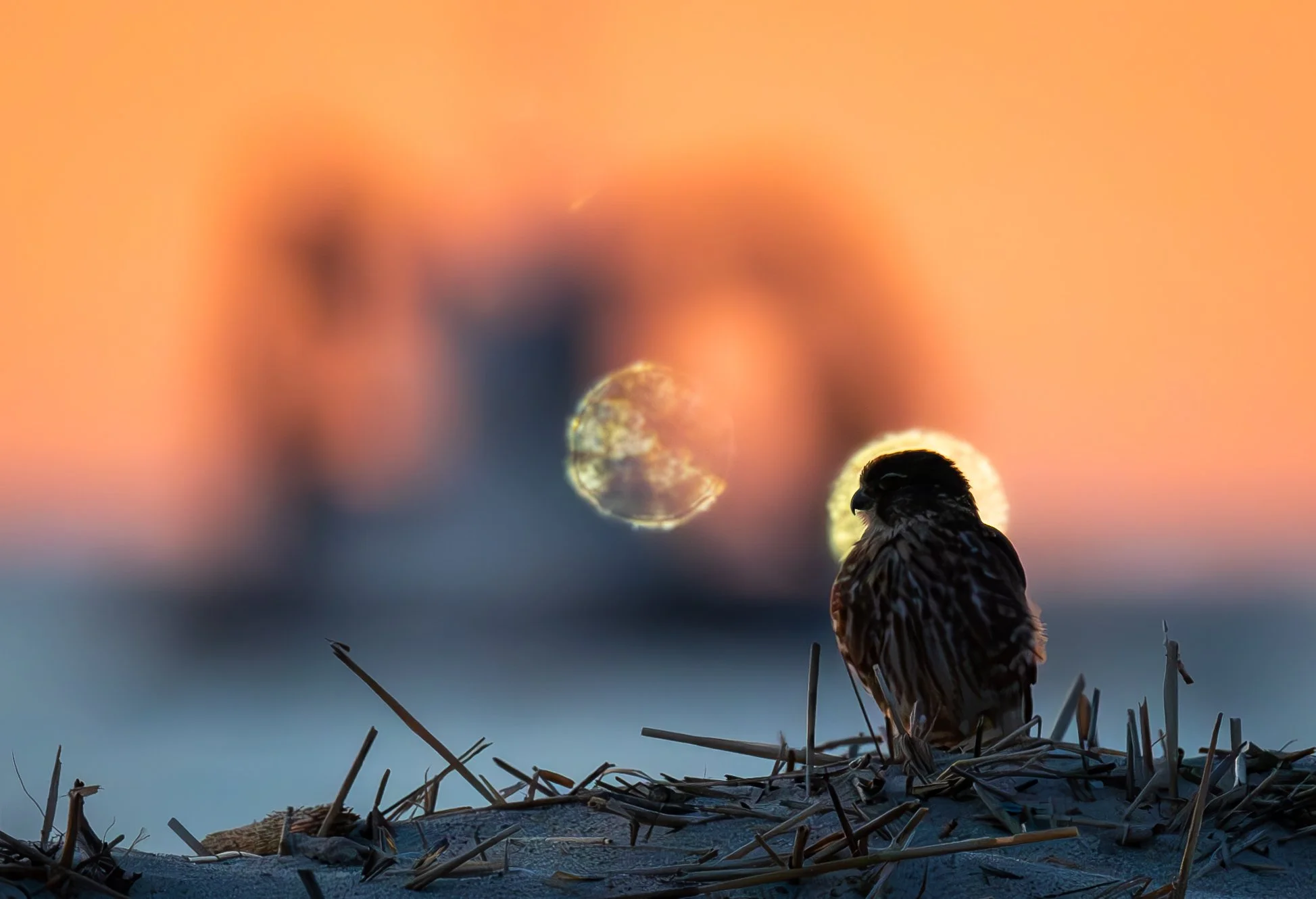 Crowned by Light  |  11x14