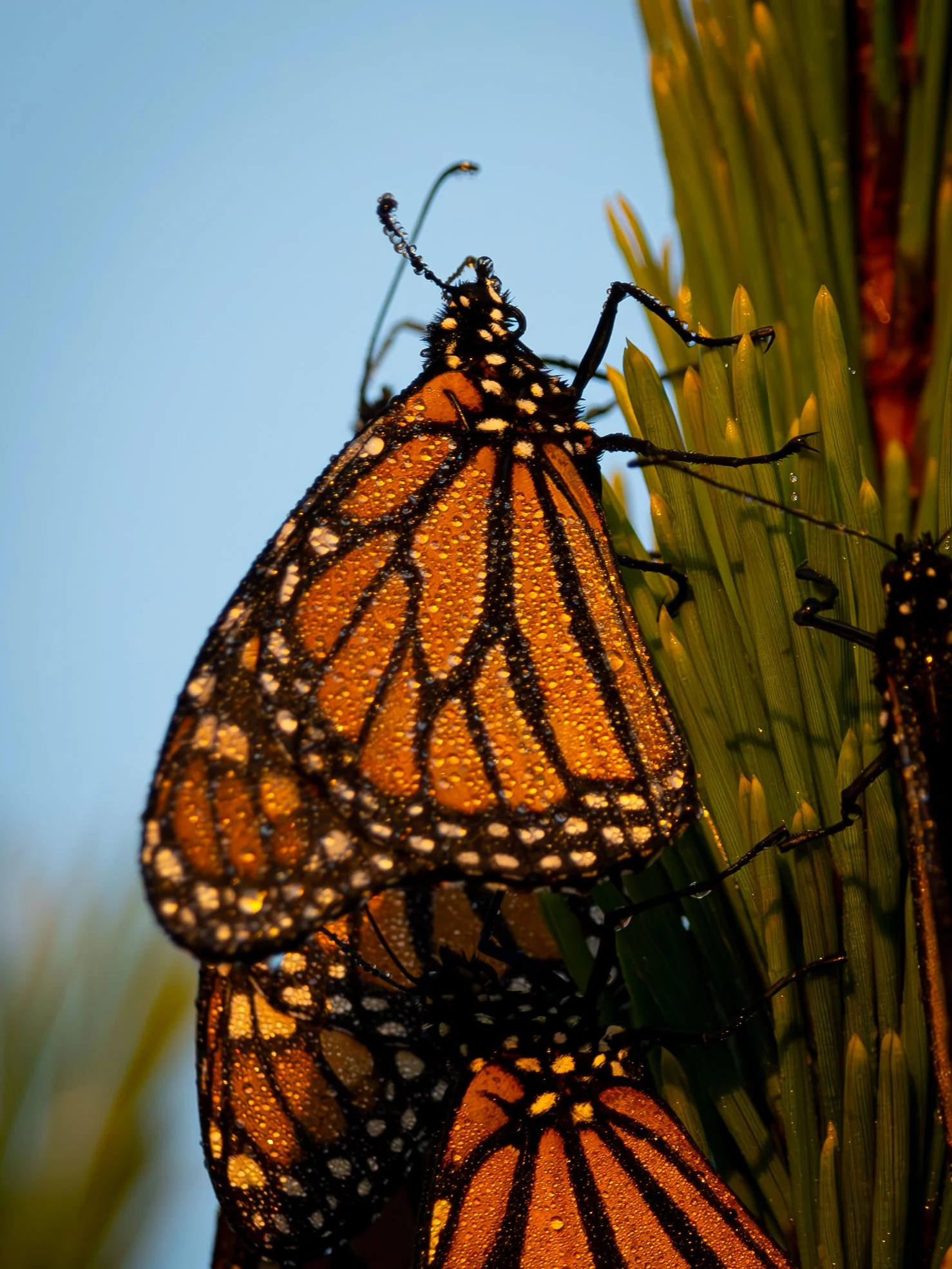 Roosting in Resin and Light  |  11x14