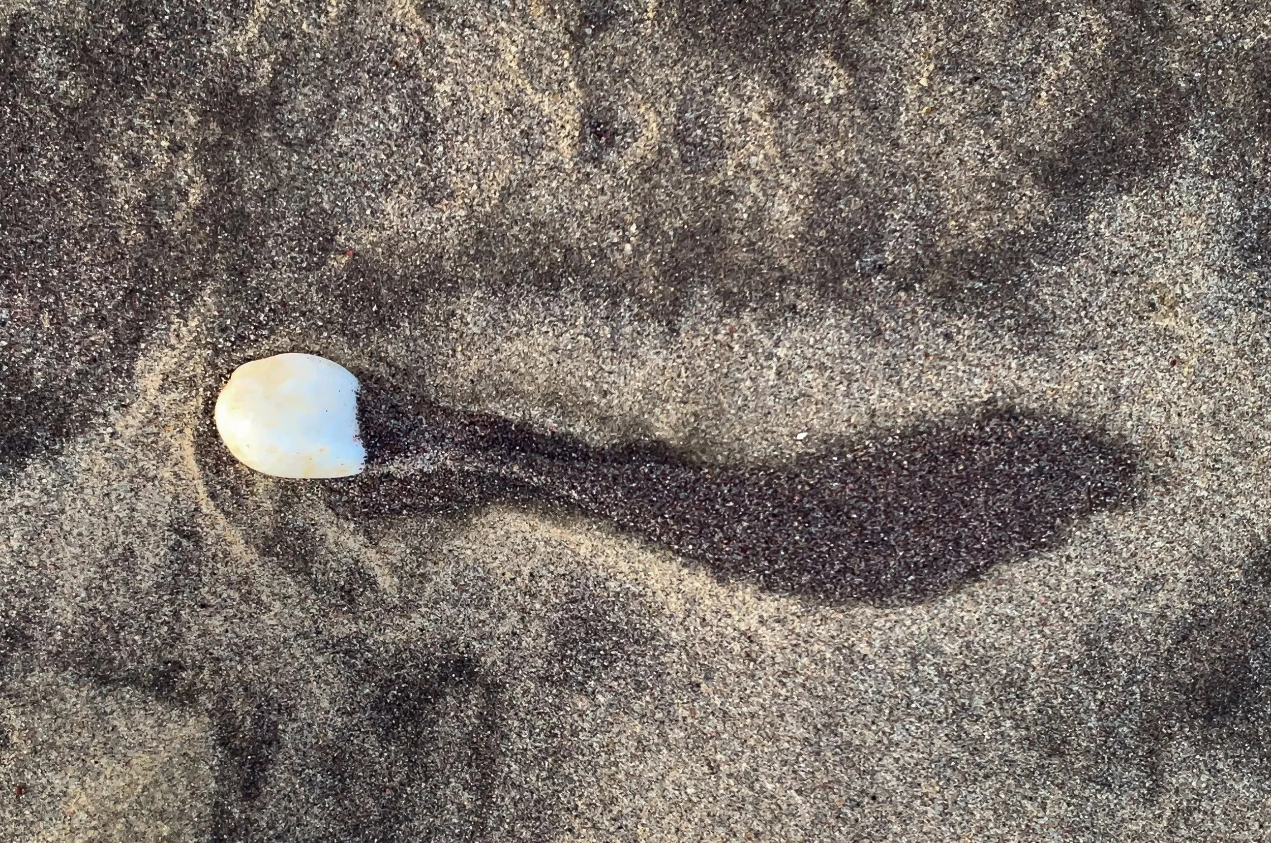 Drawn by Wind | 11x14