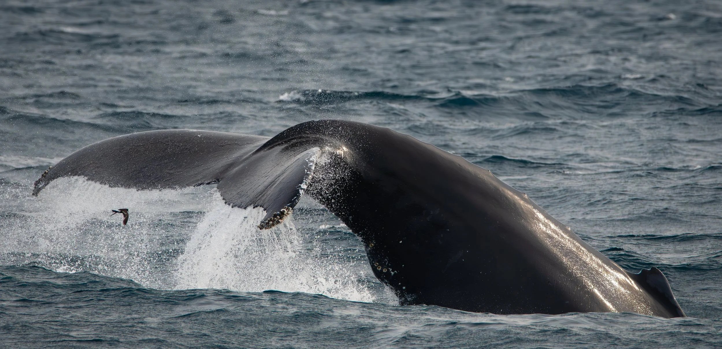 Into the Blue  |  12x18