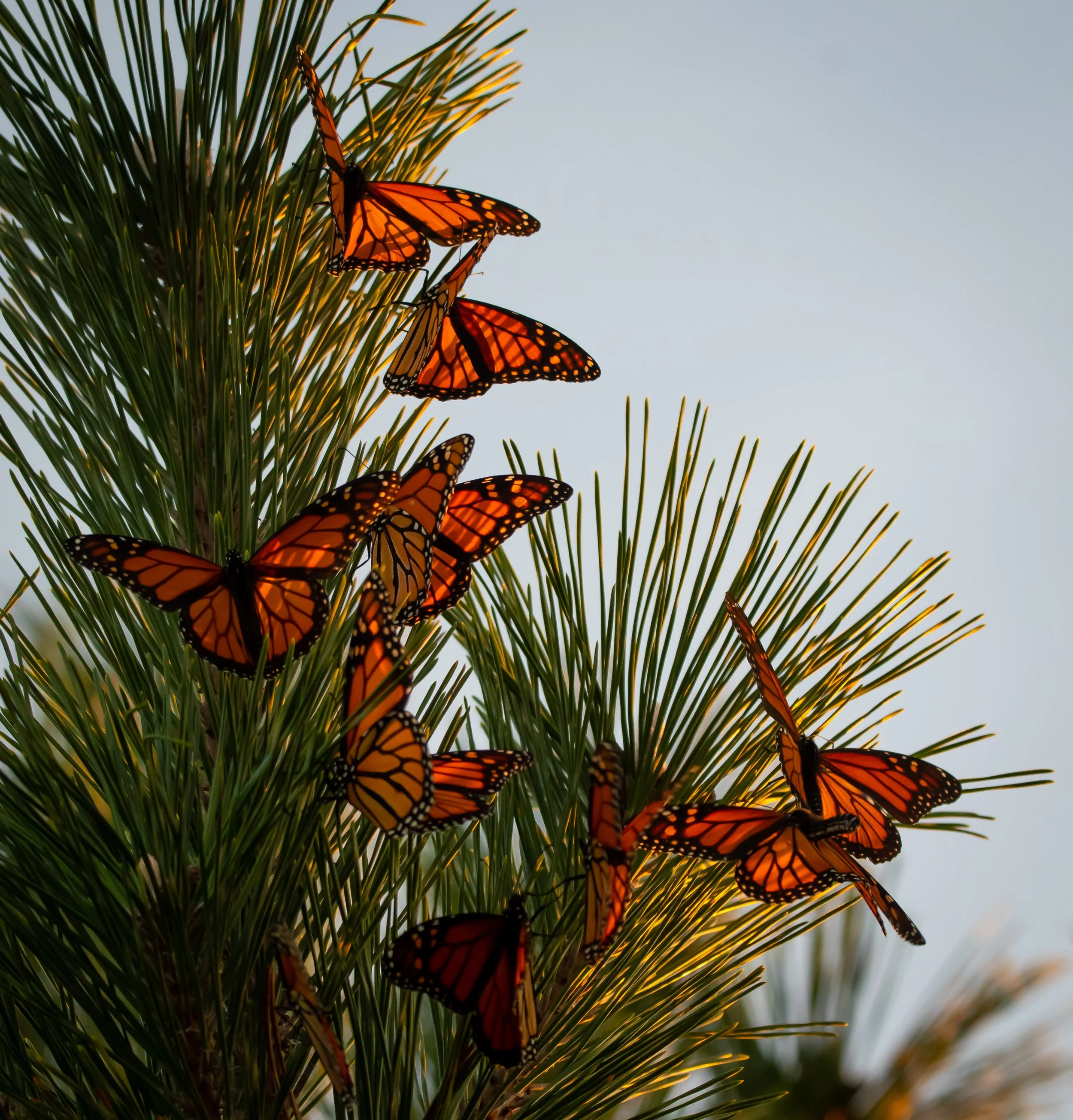 Glasswings  |  11x14
