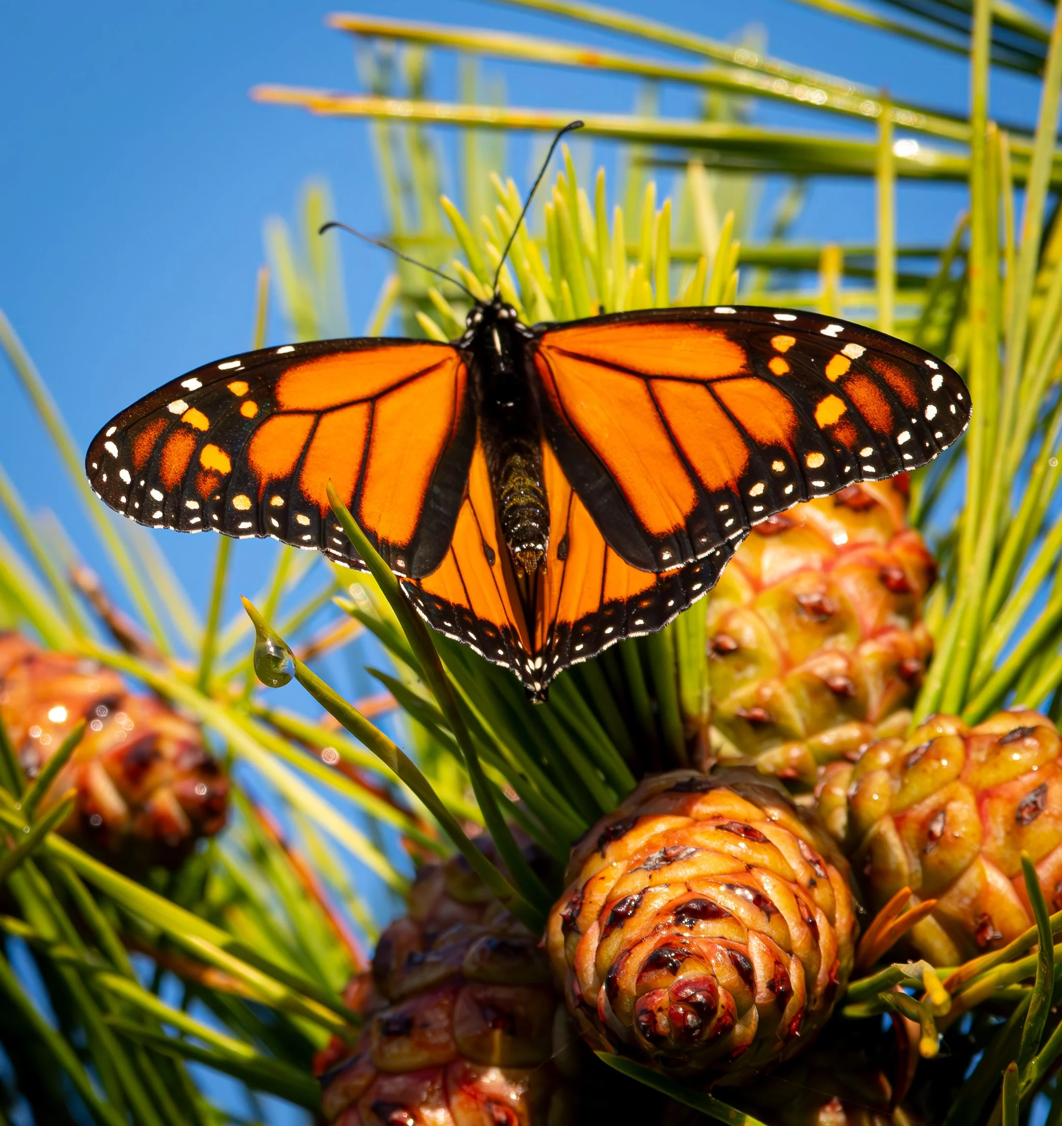 Petals And Pine  |  8x8