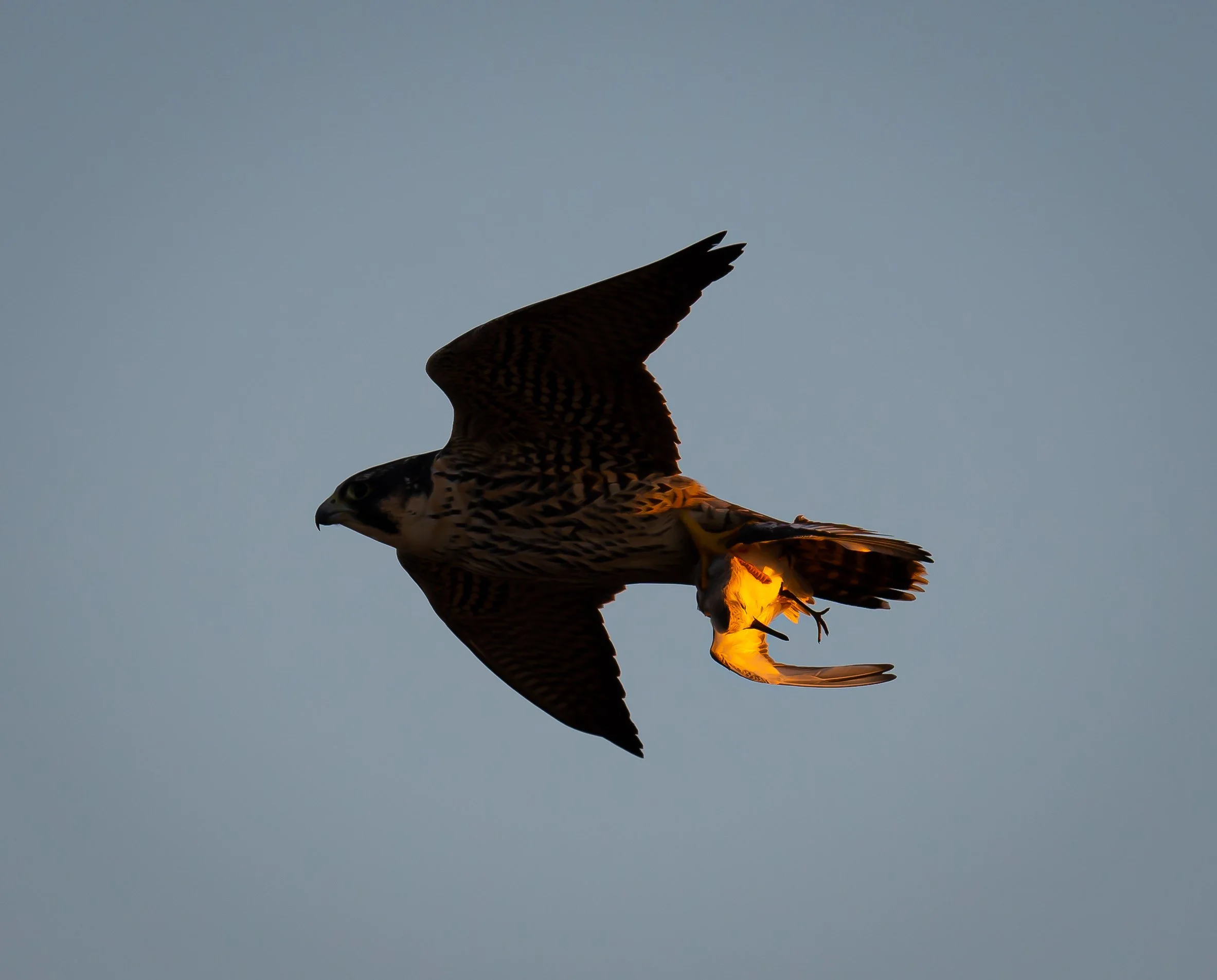 The Harbinger joe yaiullo photograph for sale kasher gallery and studios.jpg