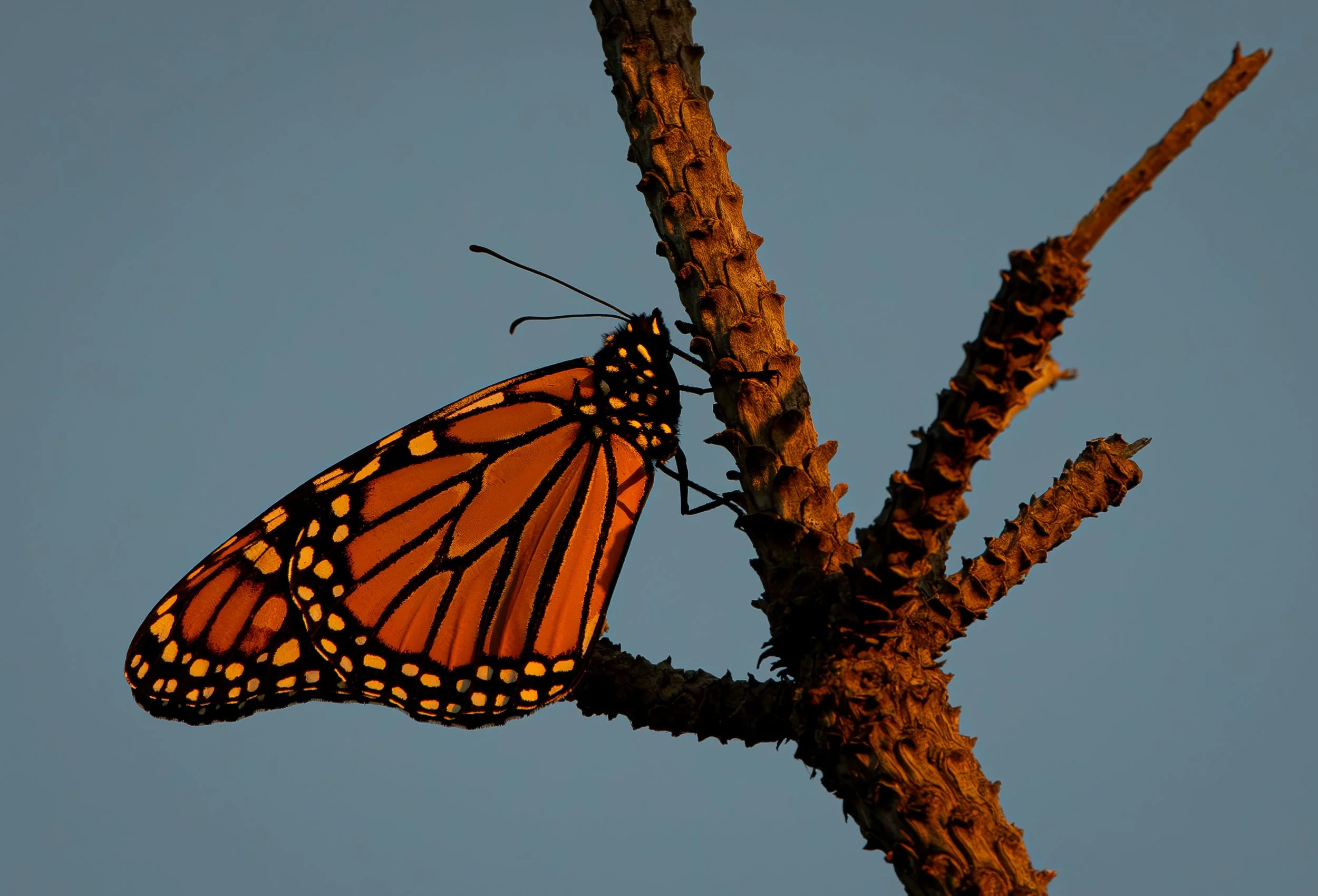 First Light, Last Pause  |  11x14