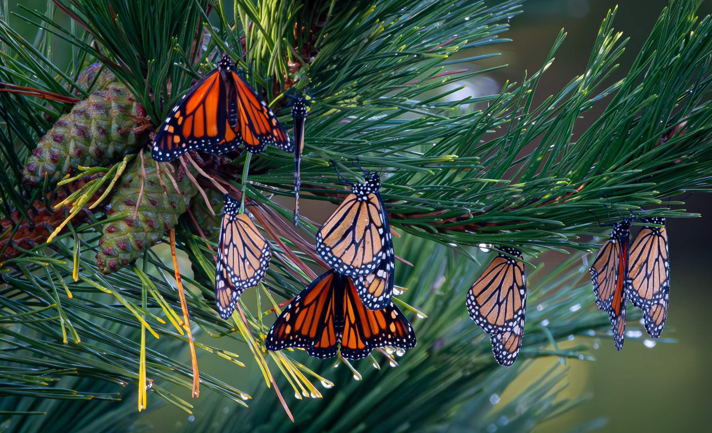 Whispers Of First Light  |  8x12