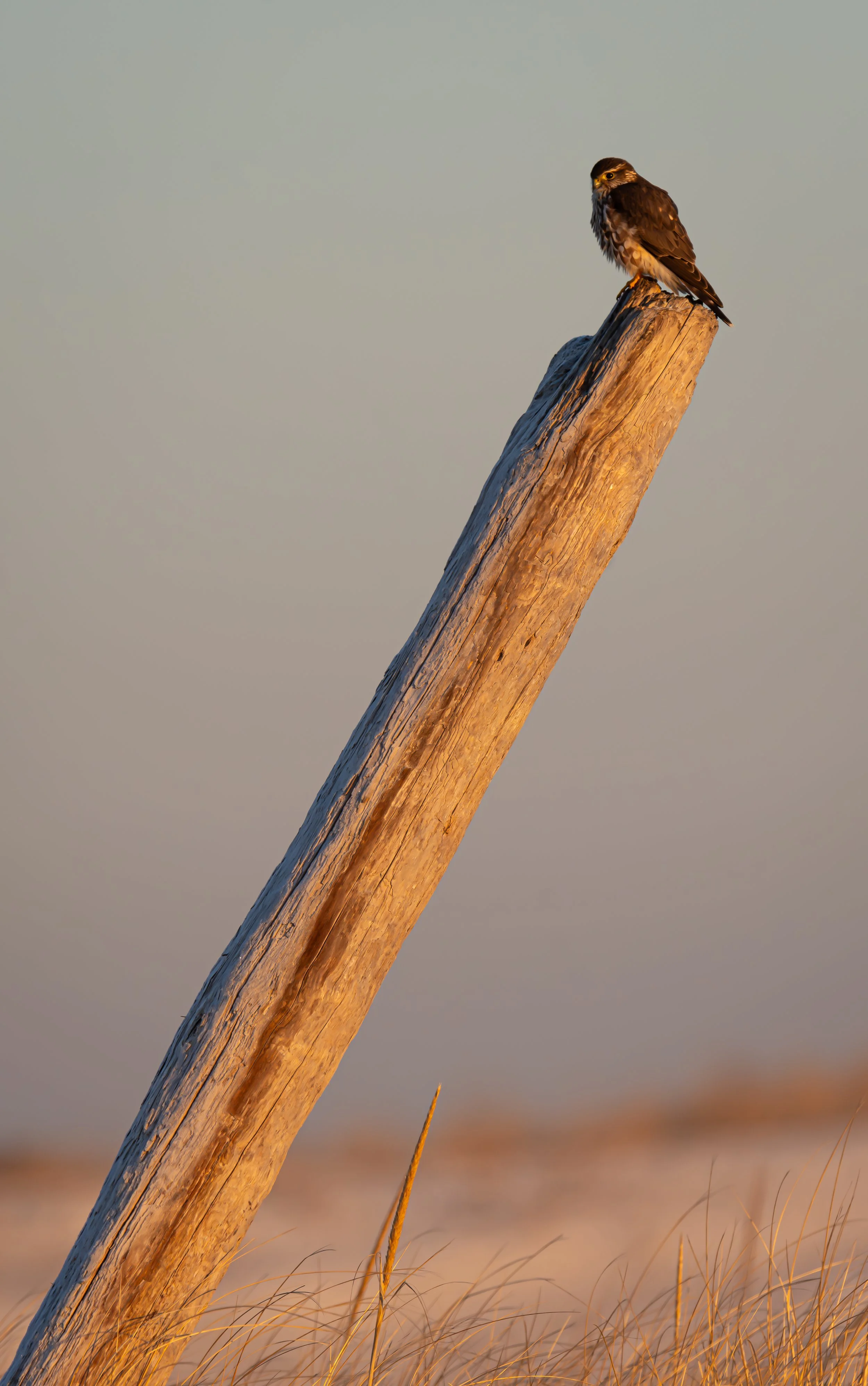 Poised Predator  |  12x18