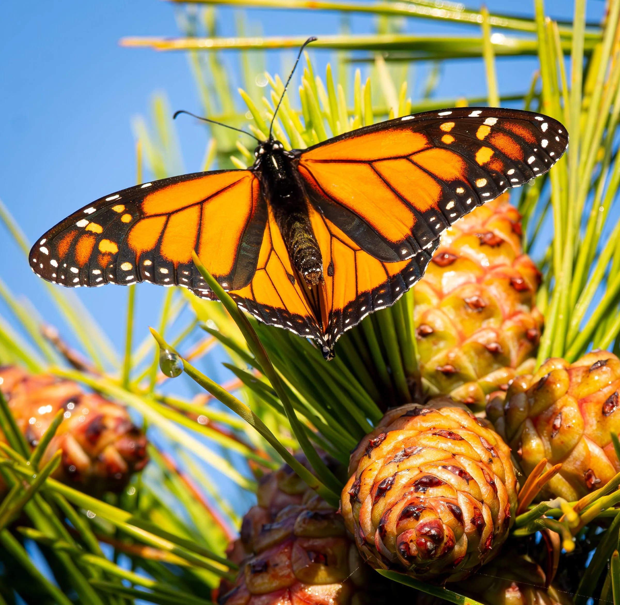 Wings In A Sea Of Sky  |  11x14