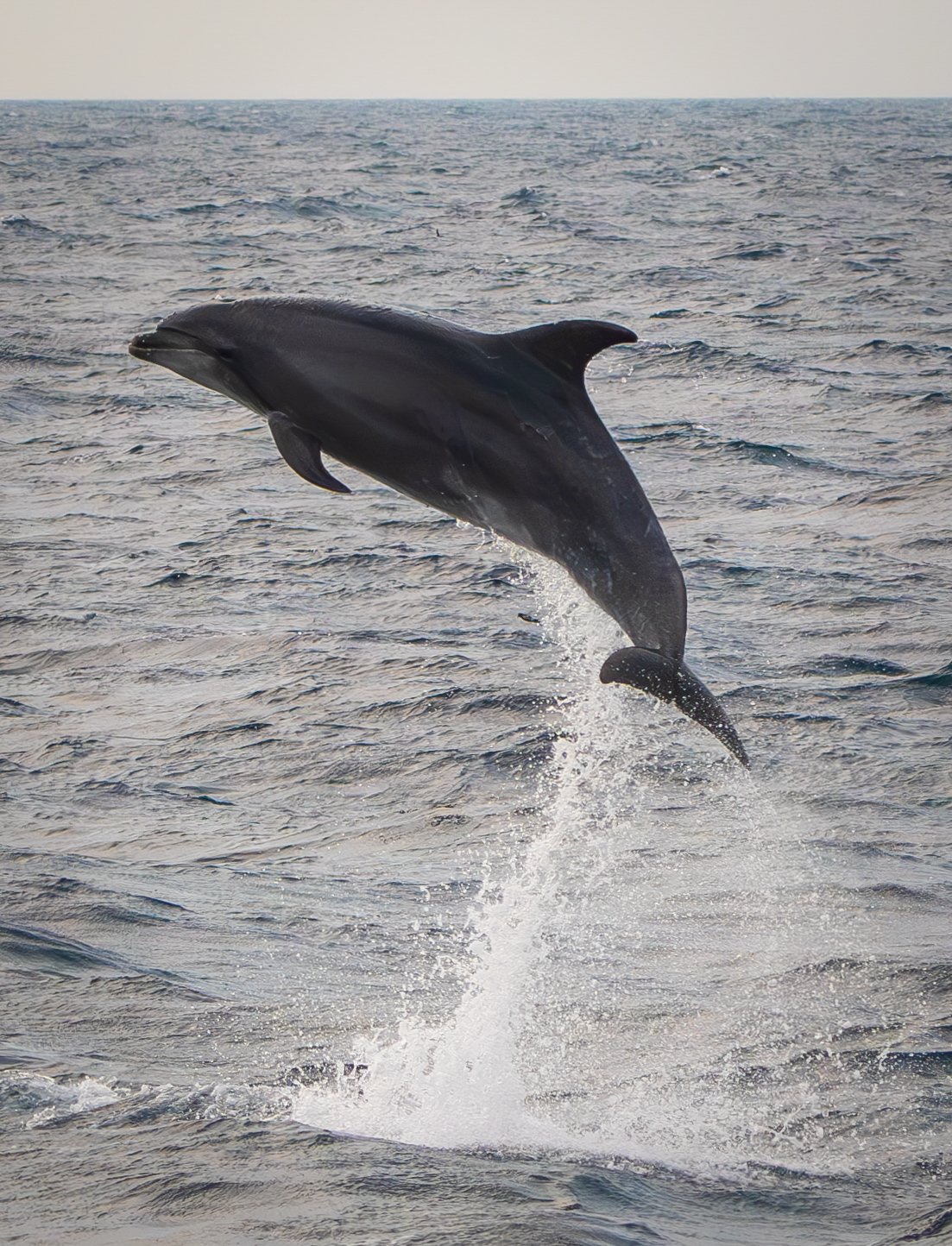 Cetacean Celebration  |  8x10