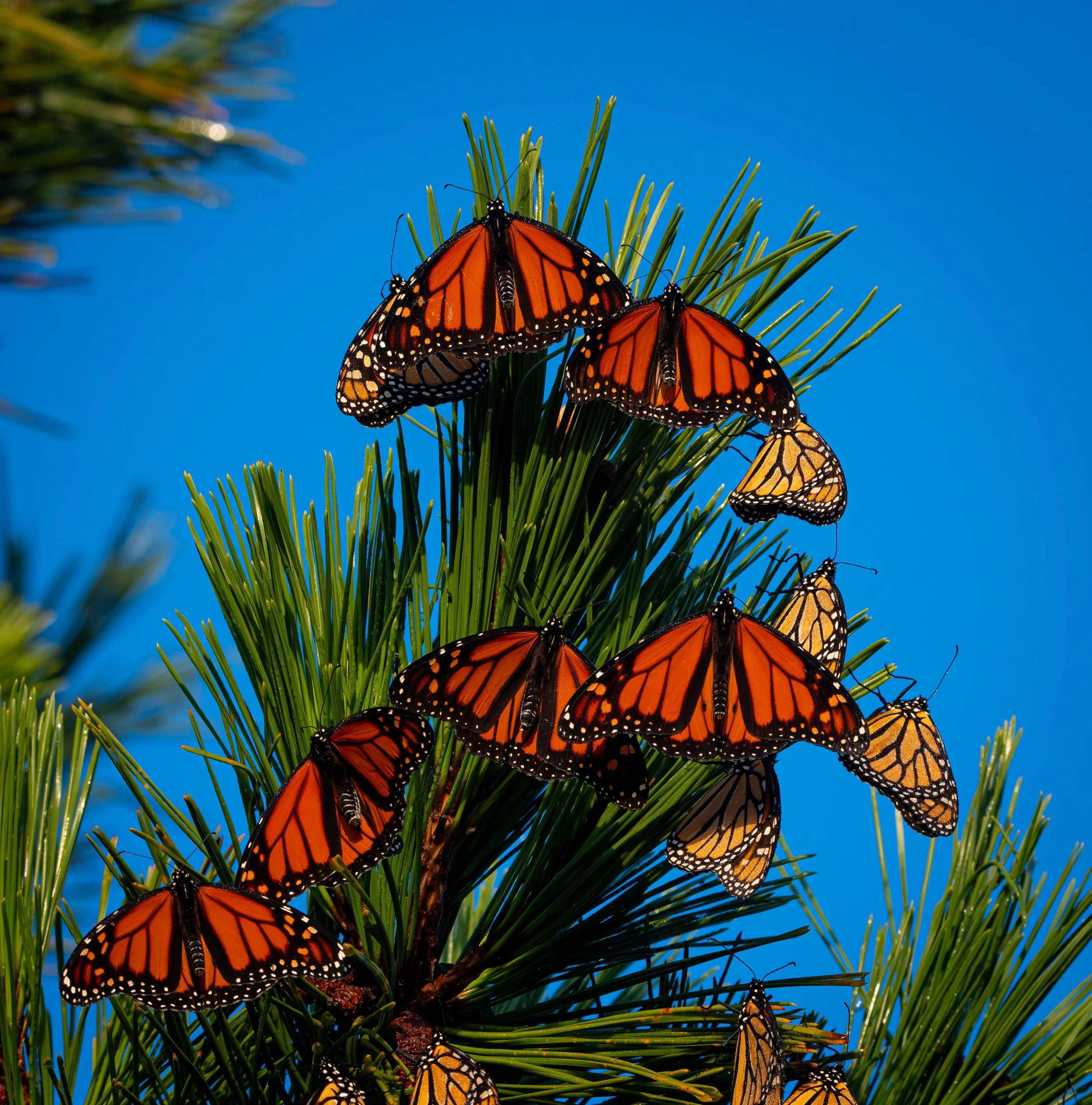 Gathering Of A Flame  |  11x14