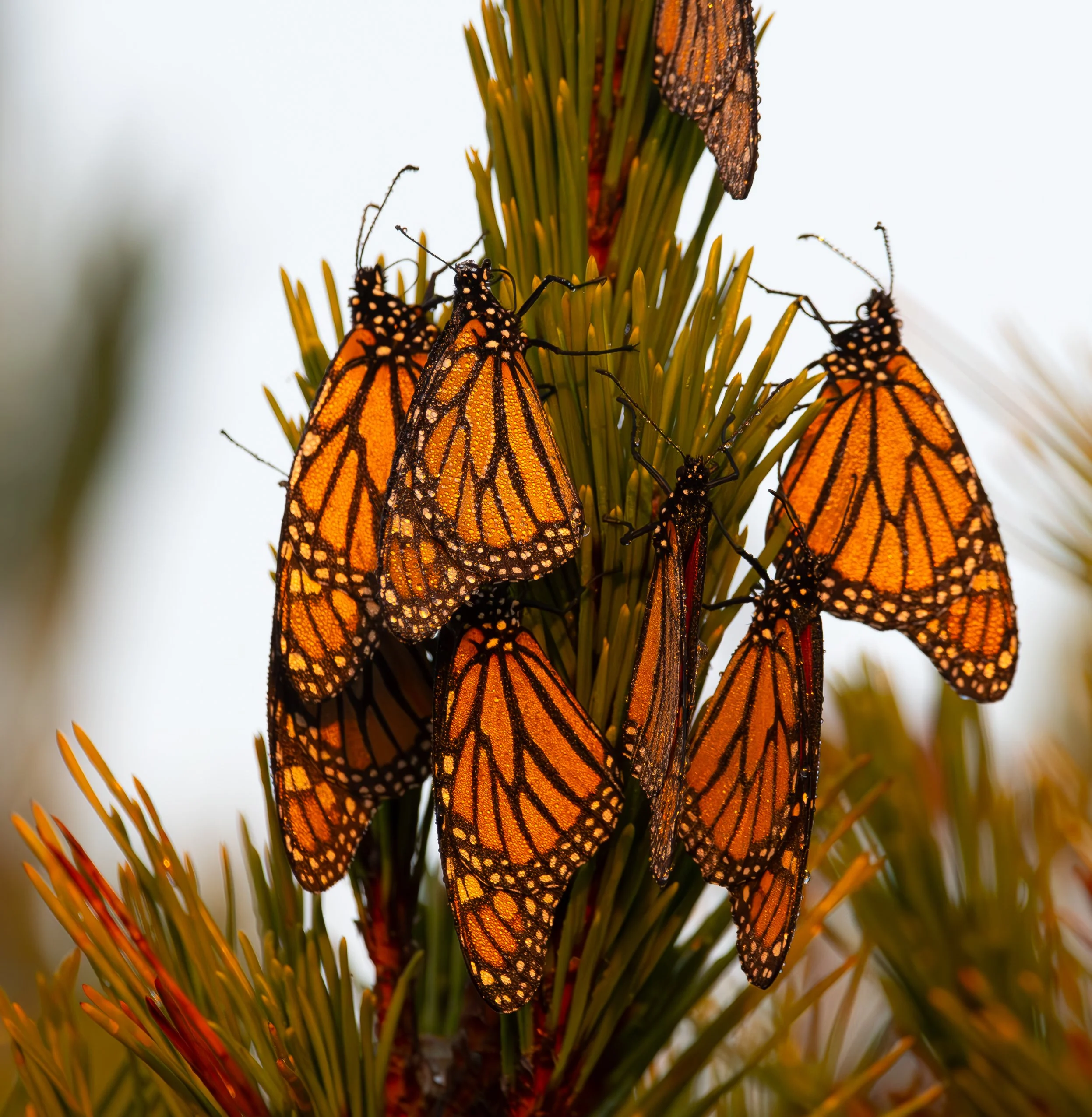 Dewfall On The Roost  |  11x14