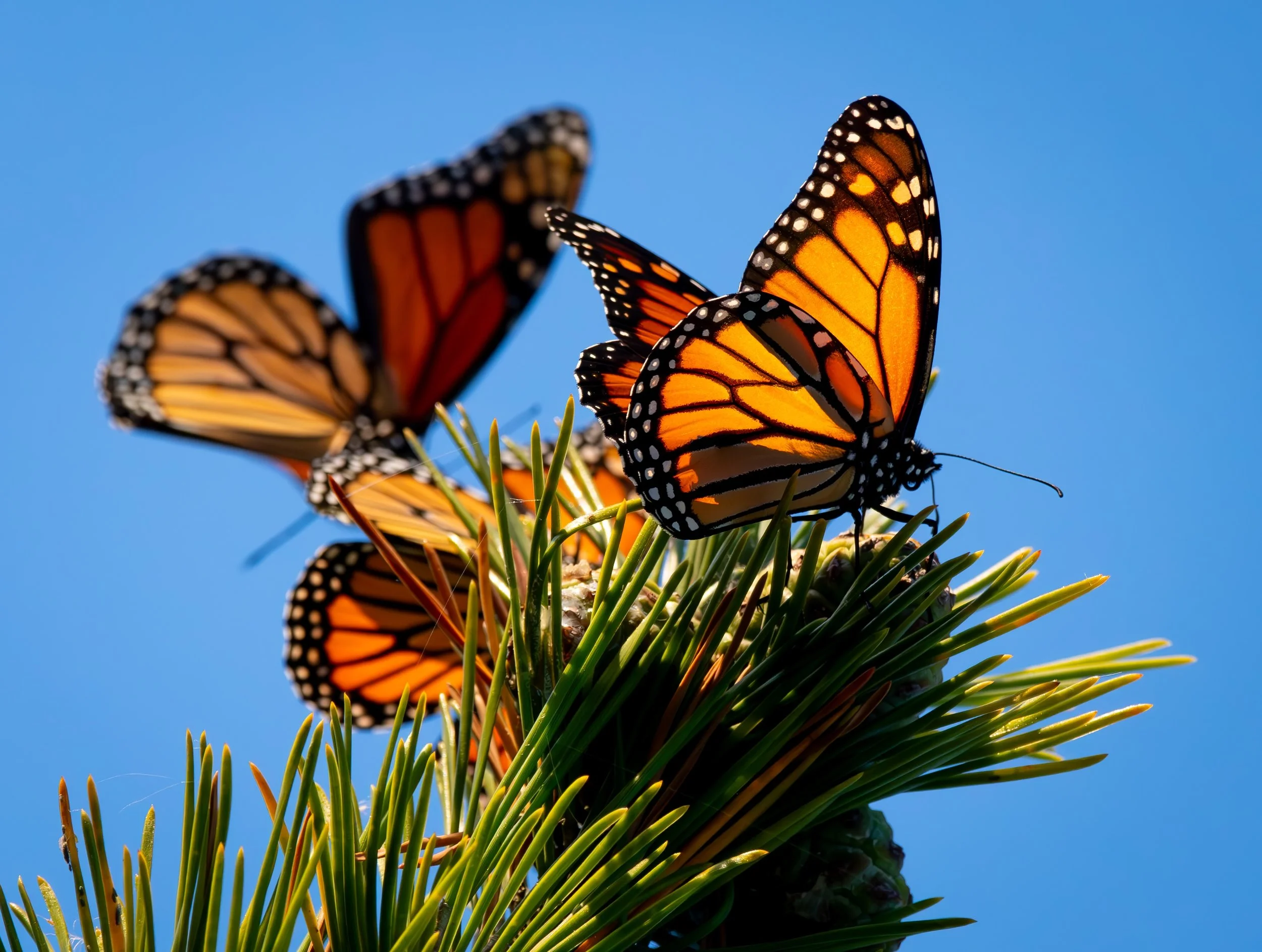 Dawn Departure  |  11x14