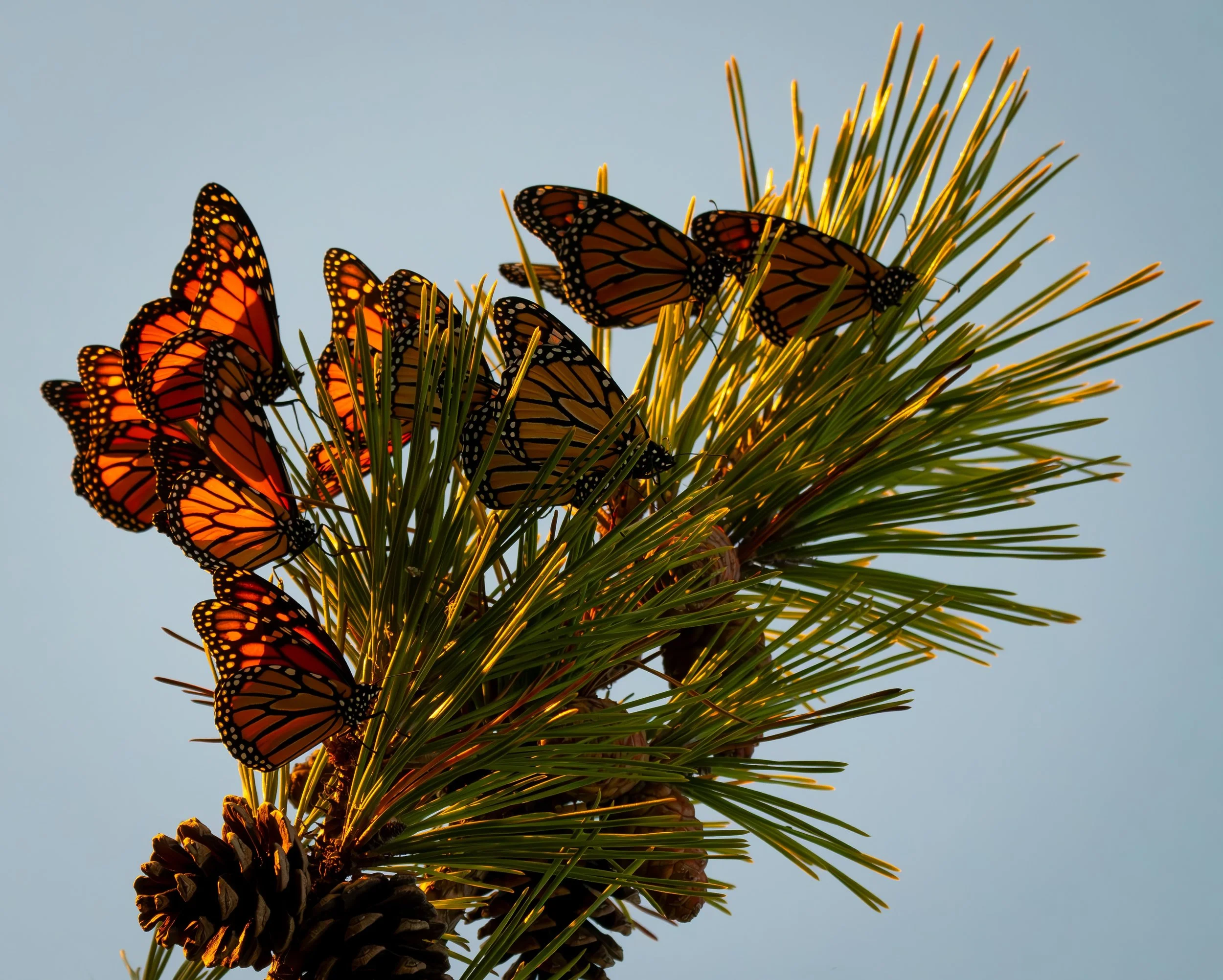 Windows To The Wind  |  11x14