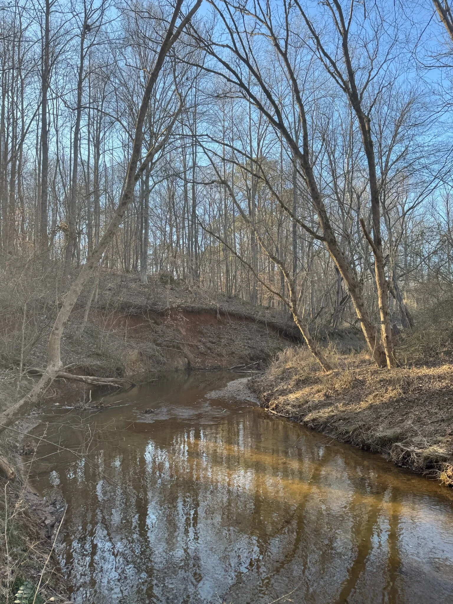 A small creek flowing through a wooded area with leafless trees and brown earth banks, under a clear blue sky.