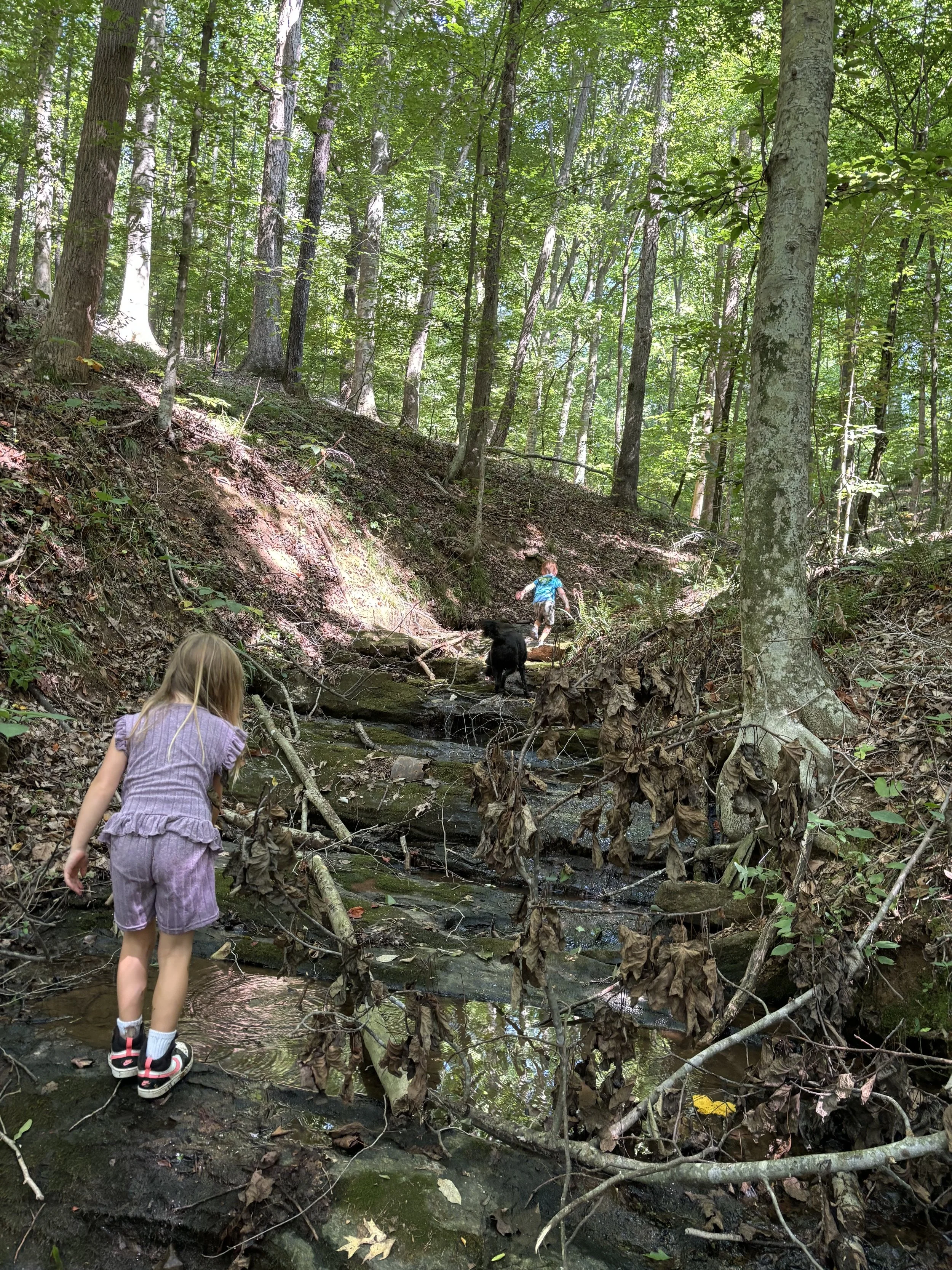 Children and a dog crossing a small stream in a dense wooded forest during daytime.