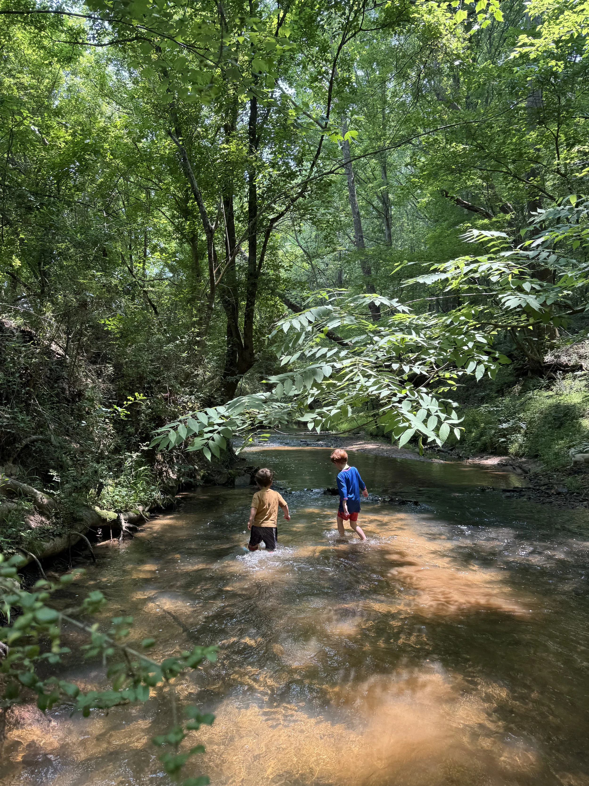 Two children wading in a shallow, sunlit creek surrounded by lush green forest with tall trees and leafy branches overhead.