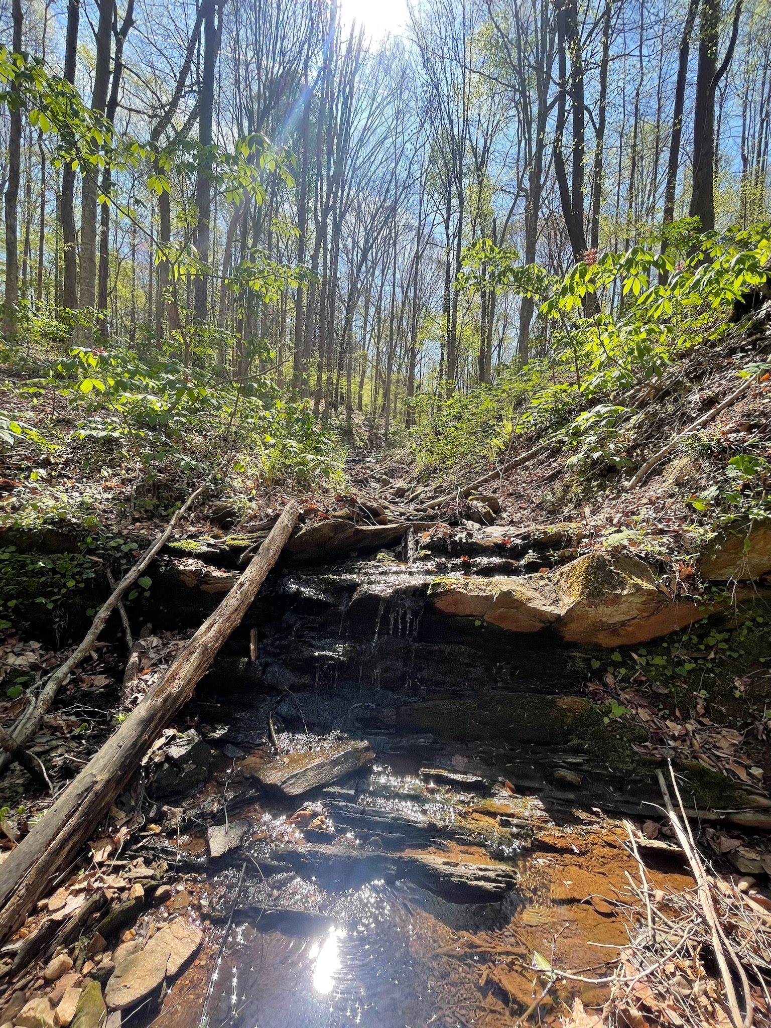 A small creek flowing through a wooded area with leaf-covered ground, green bushes, and tall trees under a bright blue sky with sunlight filtering through.