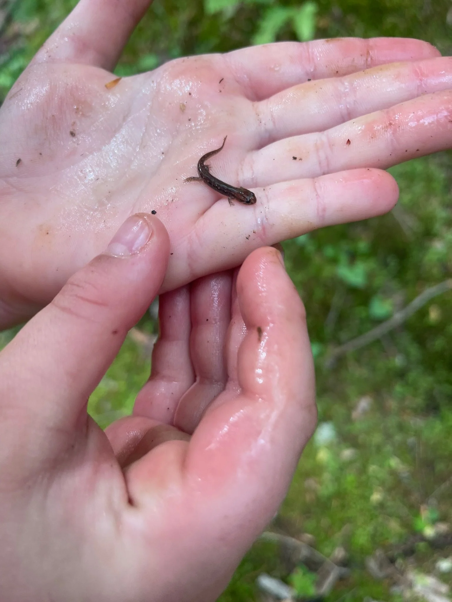 Close-up of a person's wet hands holding a small, dark brown or black salamander outdoors, with green grass in the background.