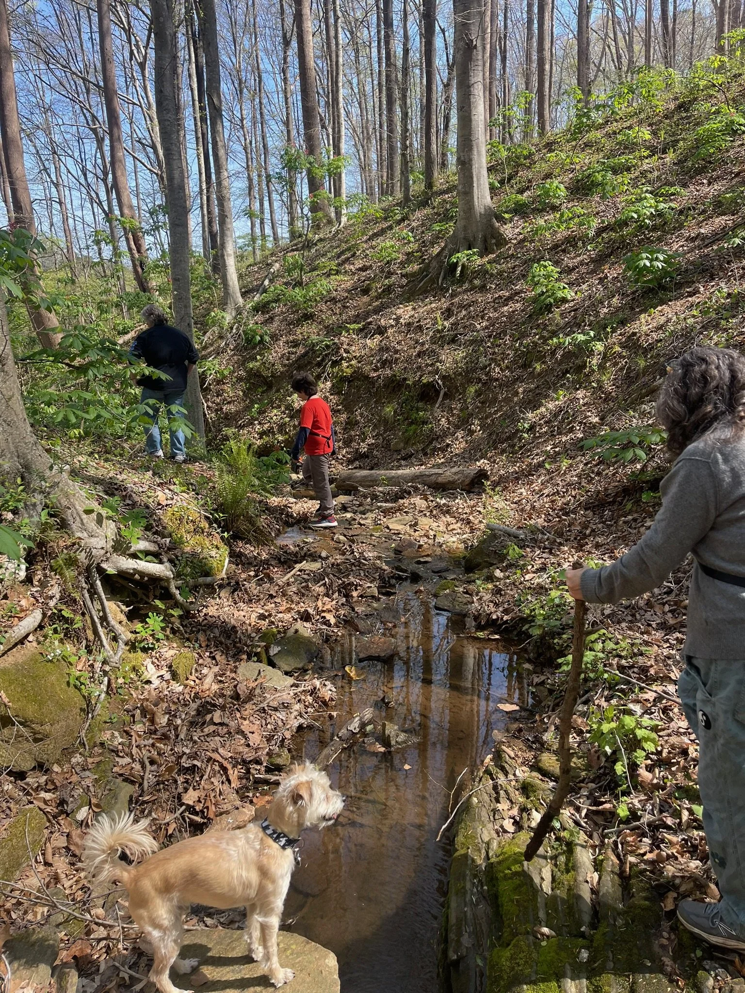 People and a dog exploring a small creek in a forest with tall trees and leaf-covered ground.