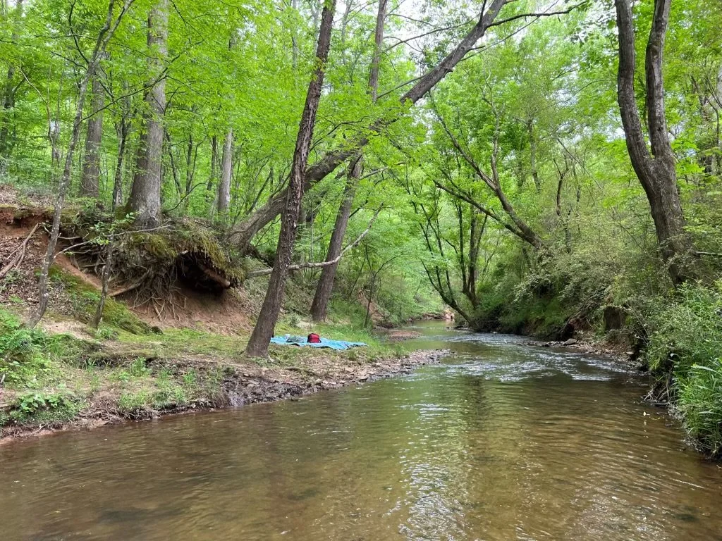 A peaceful creek flowing through a lush green forest with trees arching over the water.