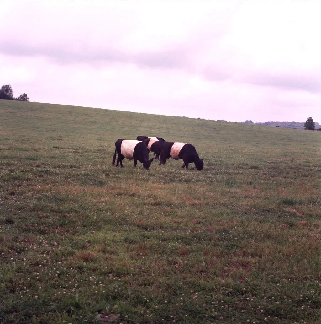 oreo cows.jpg