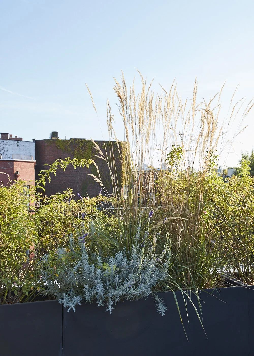 RoofGarden_2019_0903_018-1.jpg