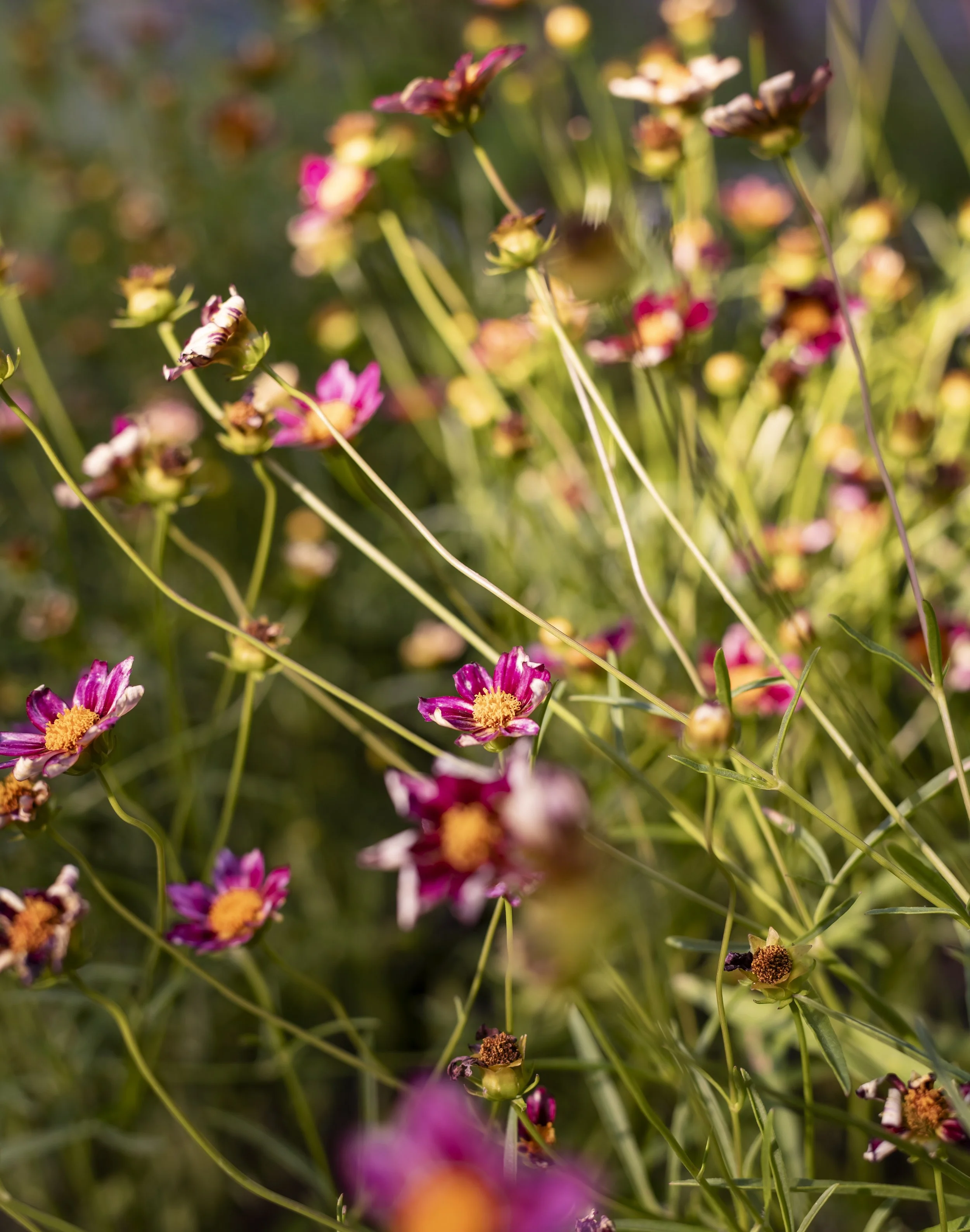 Landscape Design Brooklyn.jpeg