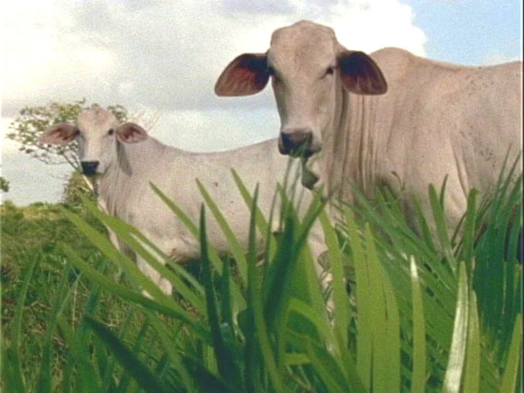 Temporary Landscape: a Pasture for an Urban Space