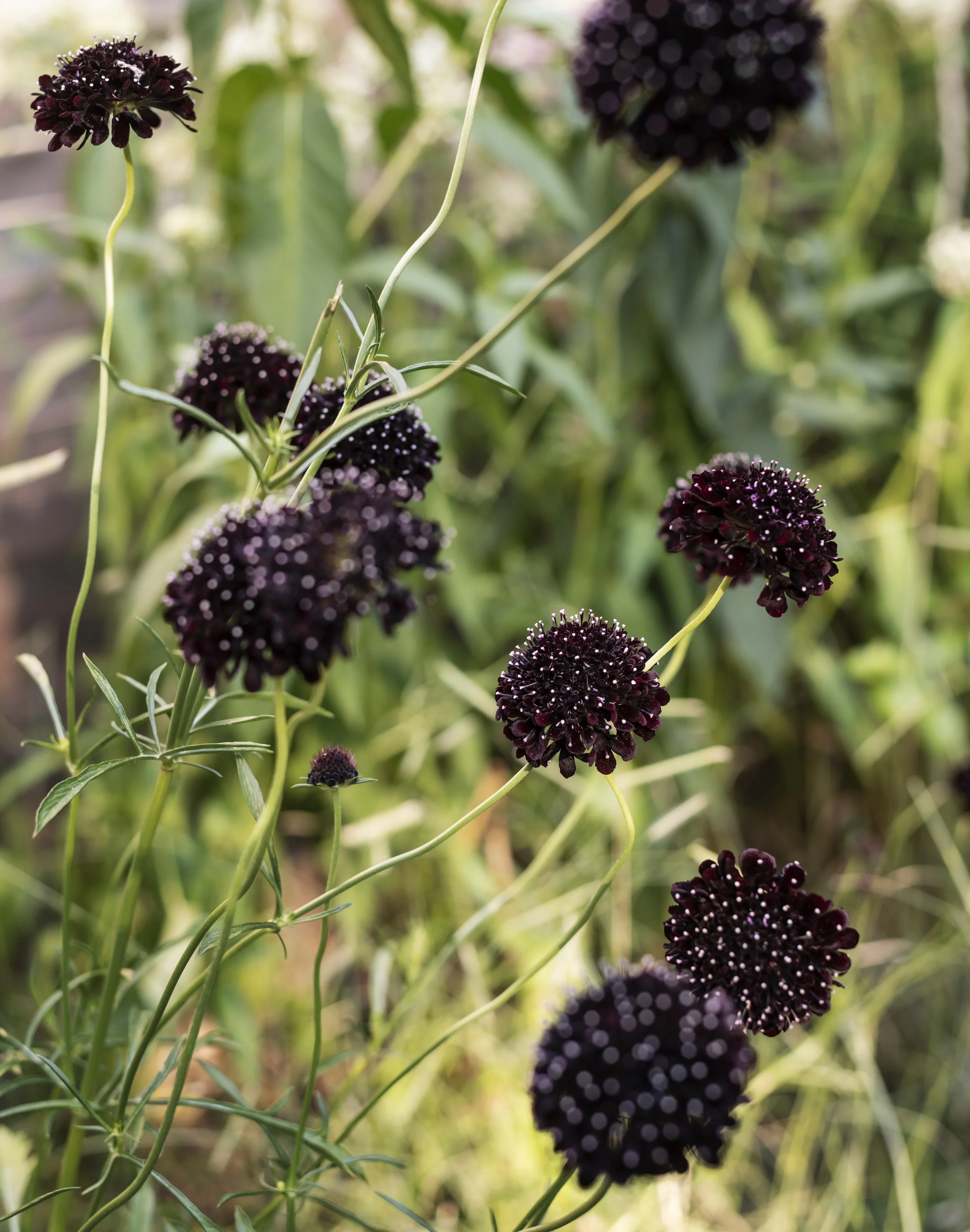 Landscape Design.jpeg