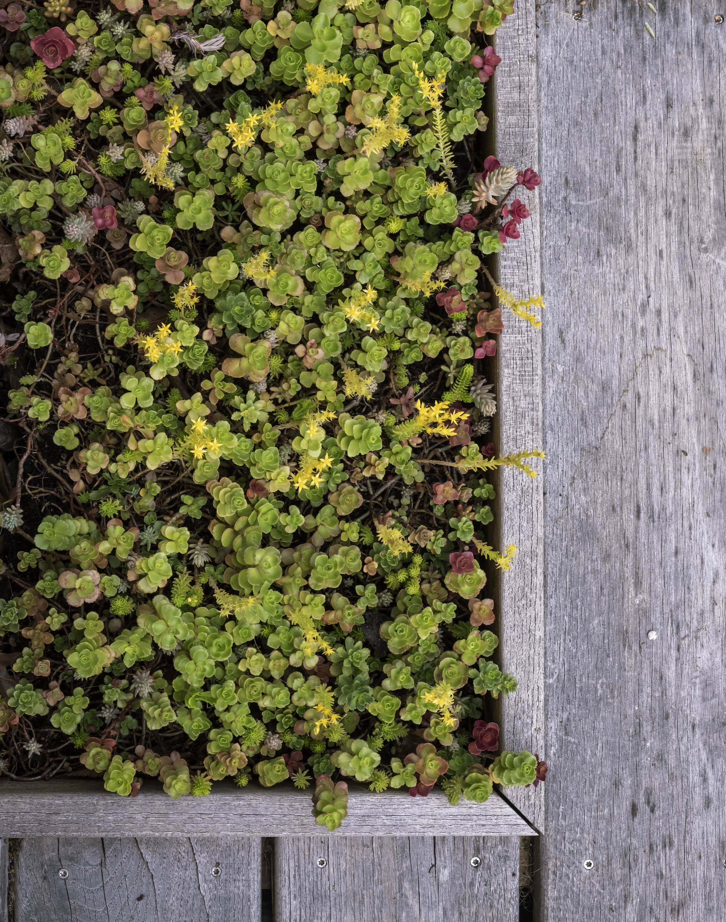 Rooftop Gardens.jpeg