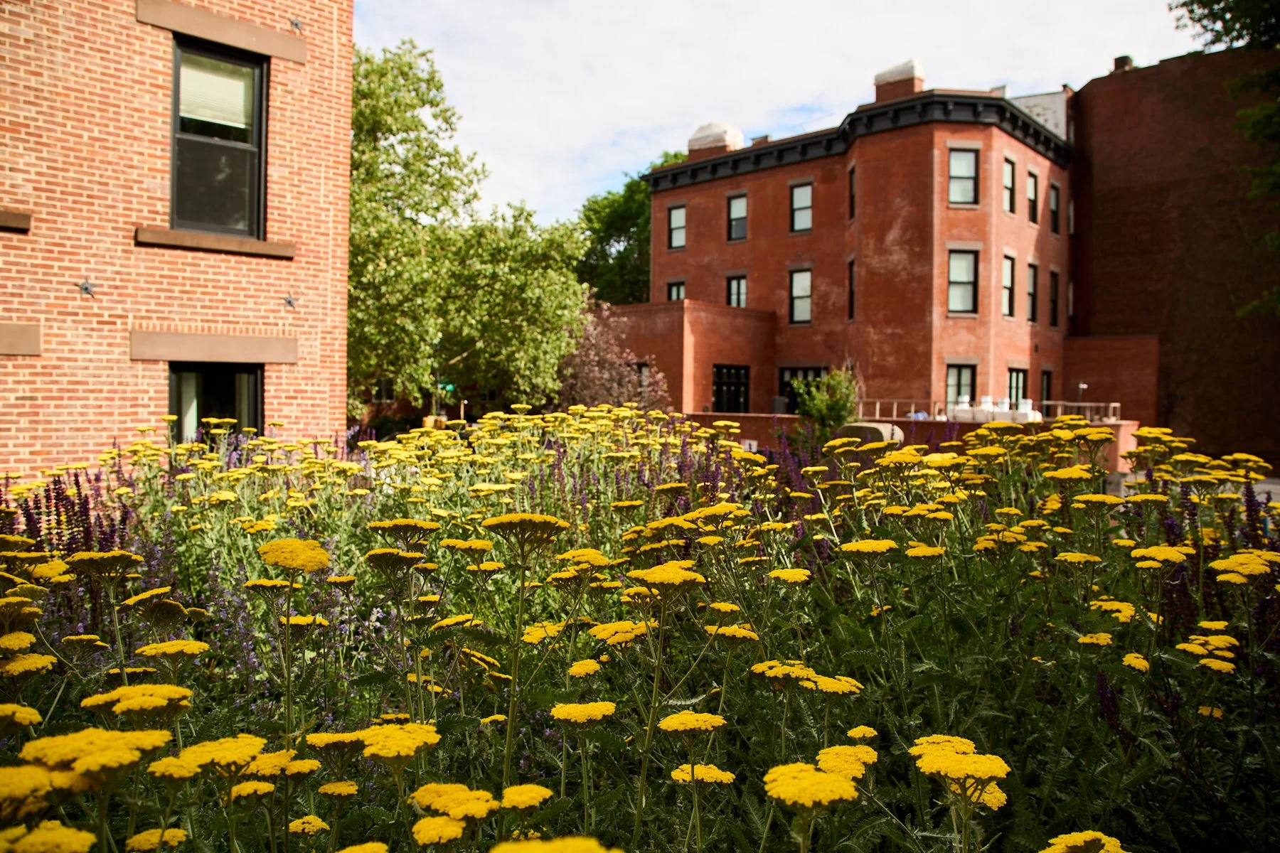 This  meadow-like landscape design in Brooklyn, new york is a 4" soil depth greenroof that sits atop a freestanding garage, containing a palette of native plantings