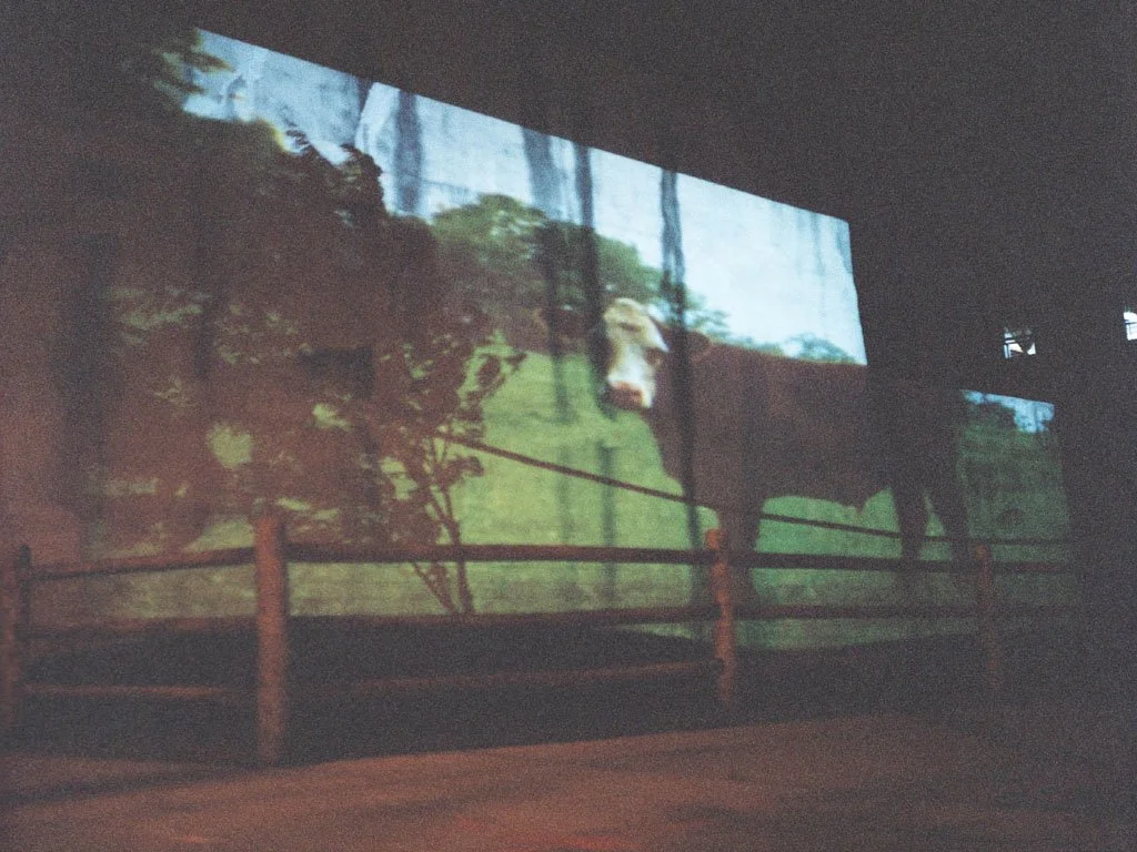 pasturesized9.jpg