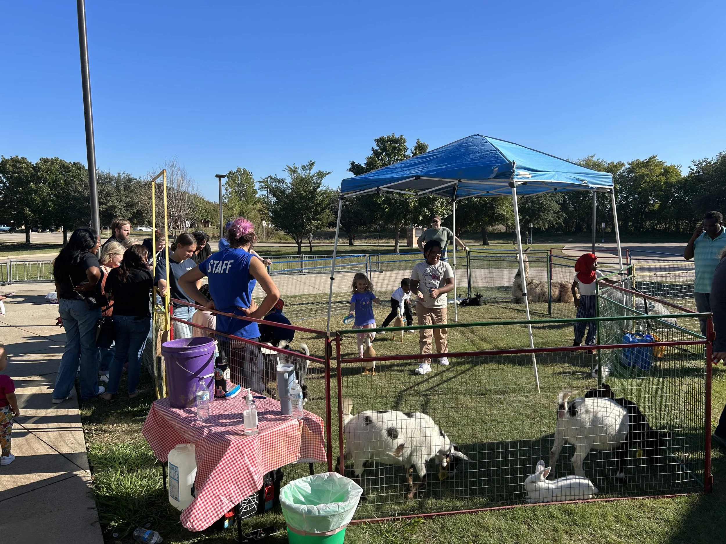 A wide view of the petting zoo, with a metal gated enclosure around the many animals, including sheep, goats, and rabbits.