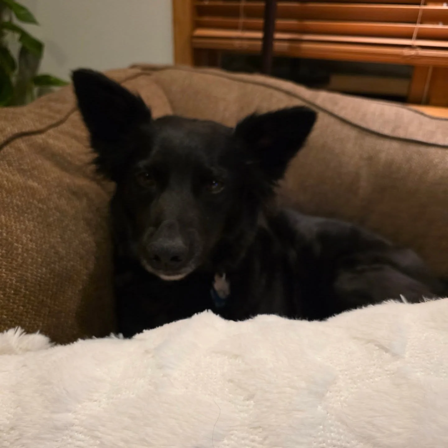 Happy Rescue Day to this nugget!  And Saturday is her "Gotcha Day" too!  What a week 😍