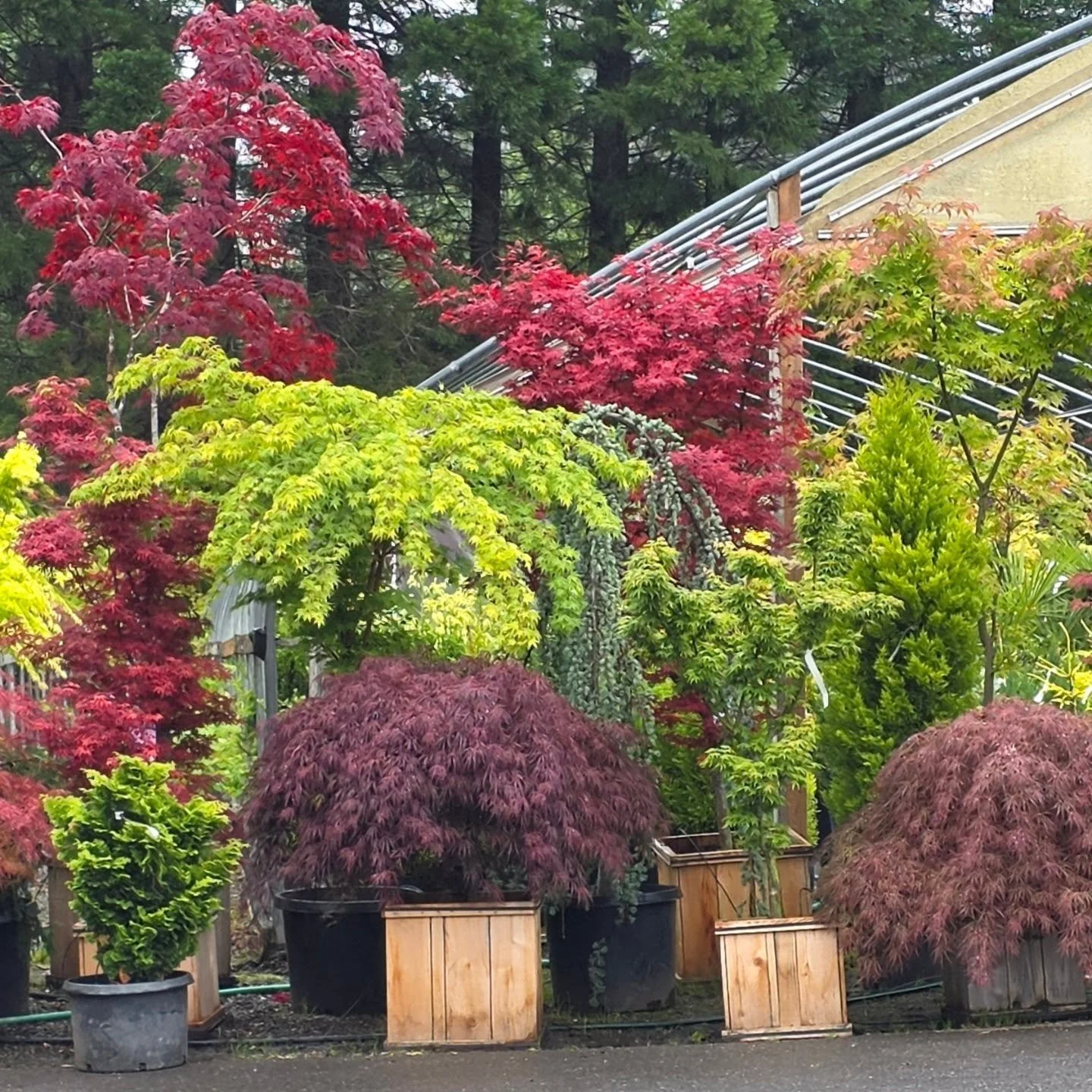 OMGGGGGEEEEEEEE.

I found my most favorite thing so far: Yangs Nursery.

300+ kinds of Japanese Maples😍 

Plants I've never seen before (and now will live in my yard).

A wise woman who will help me plan my yard plantings.

Joy that rose from my fee