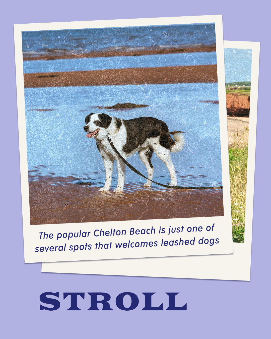 PPU_Prince Edward Island​ Slide 3_1080x1350.png