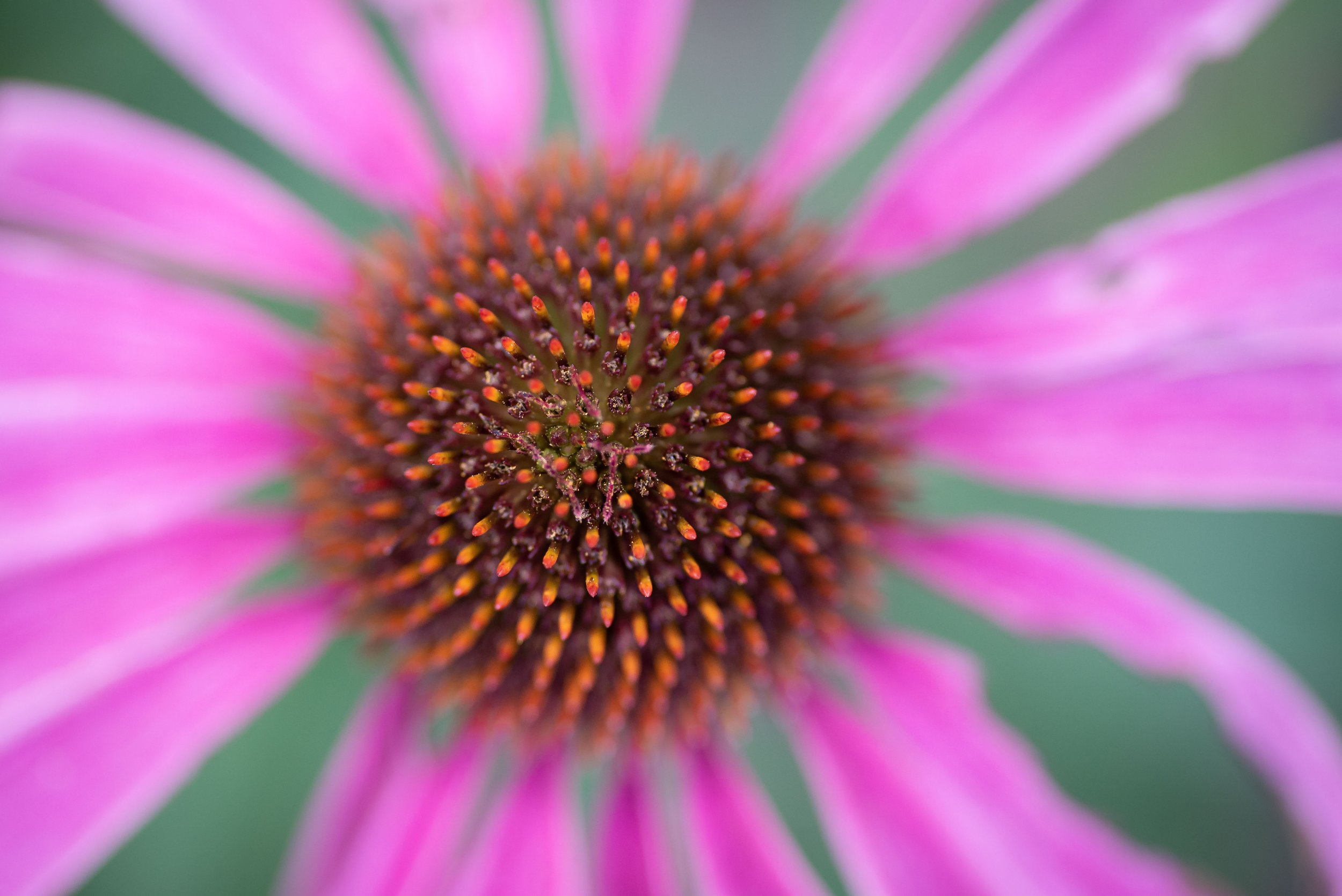 Close-up of a pink coneflower with a detailed view of the brownish-orange central cone and pink petals radiating outward.
