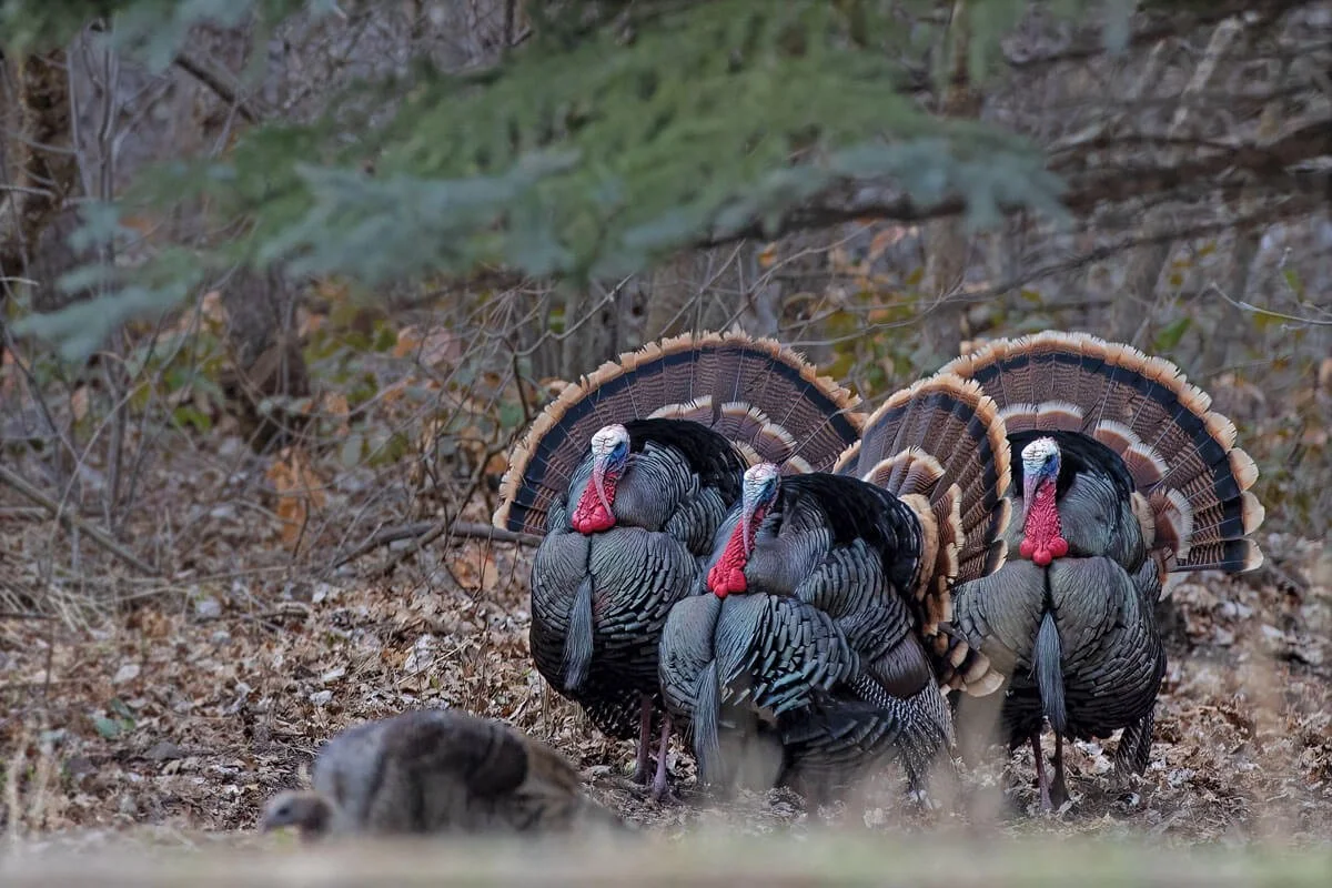 Wild Turkey Hunting at Lake Weiss Destinations