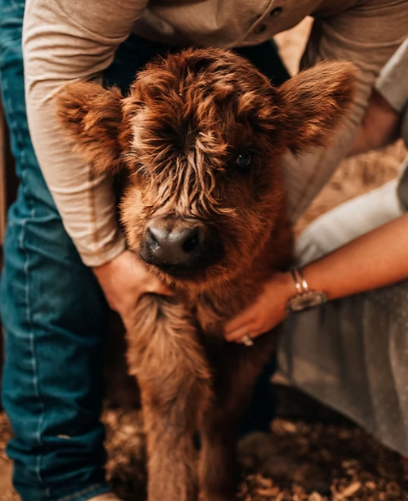 Petting Zoo at Lake Weiss Destinations