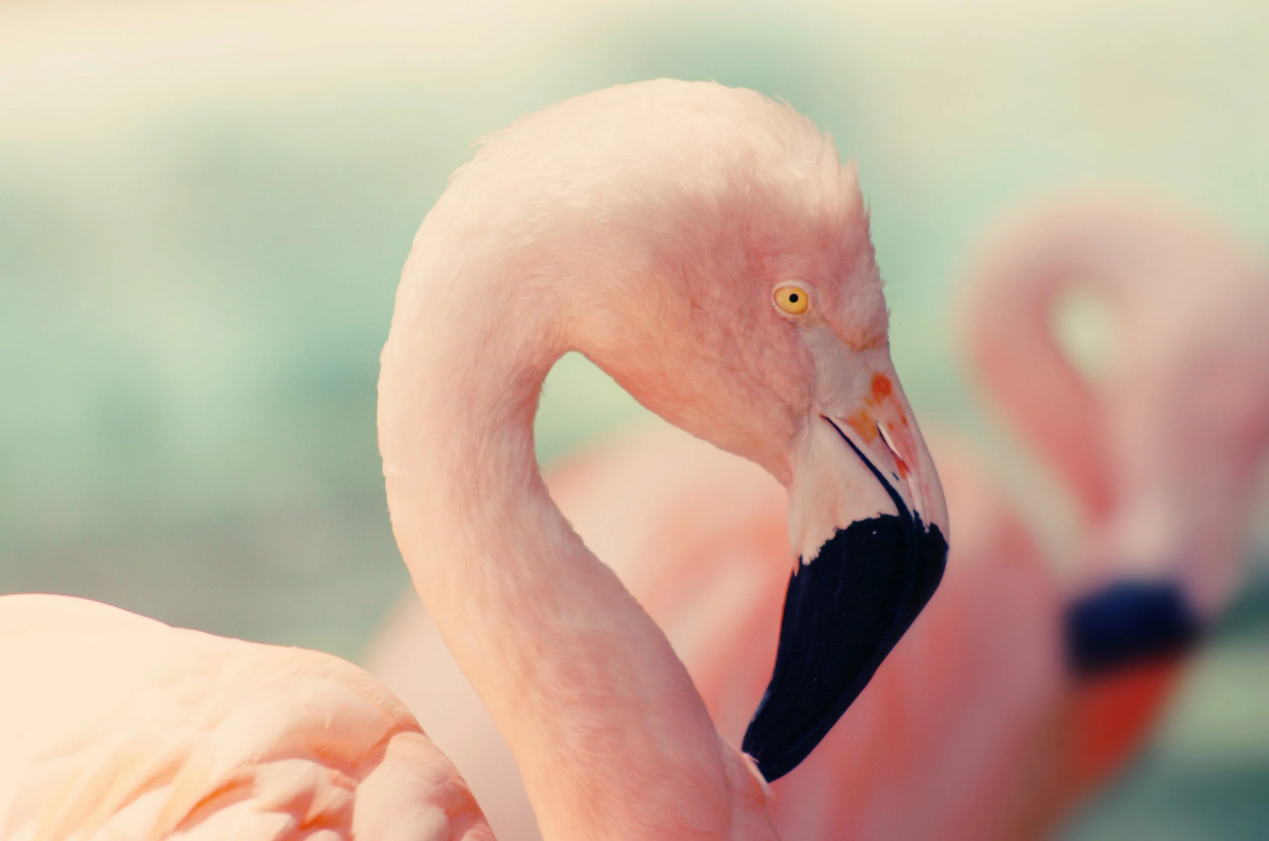 Moja Little Crafts: Flamingo