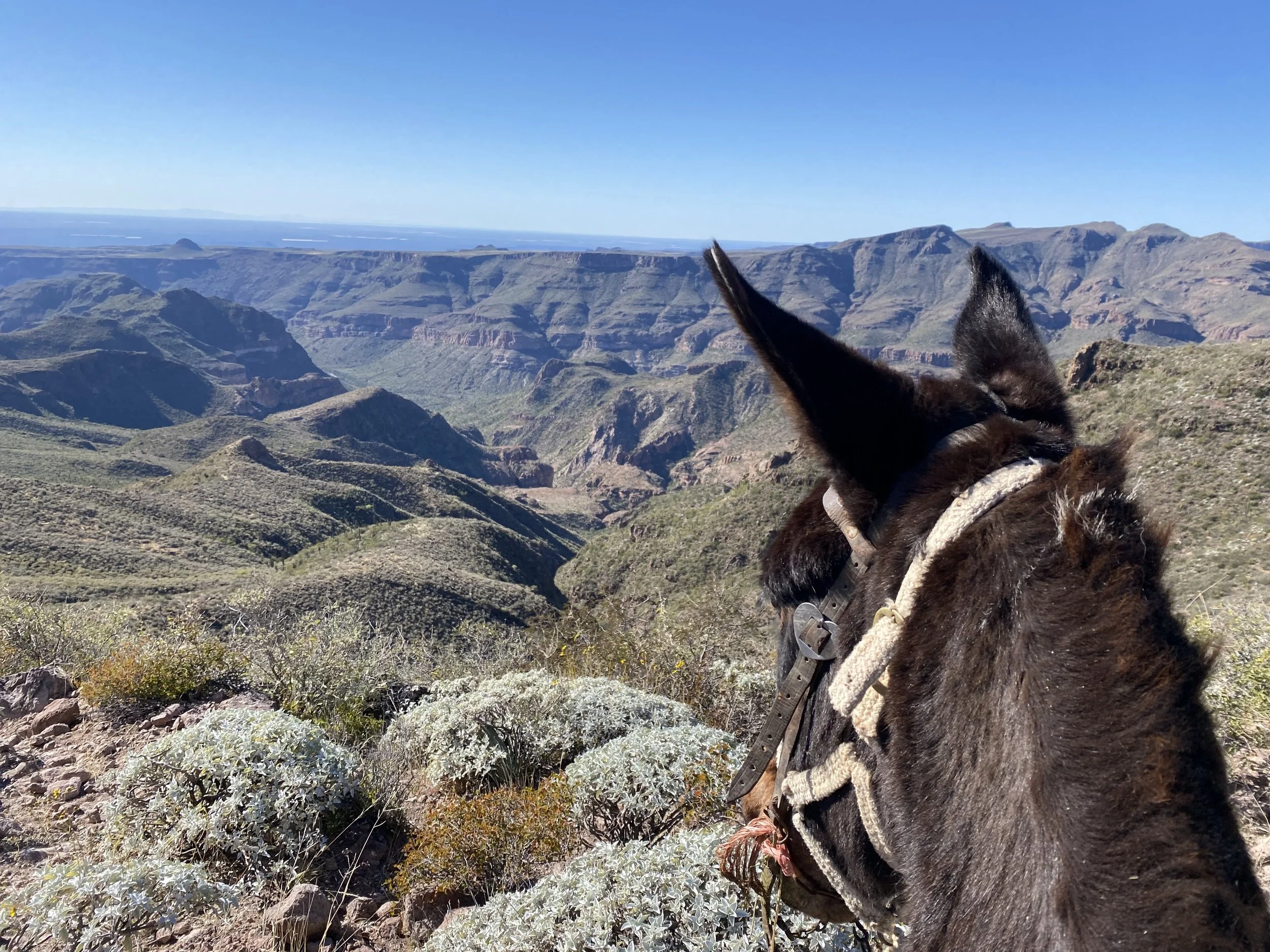 View of a canyon with a donkey's head in the foreground, facing away, overlooking the canyon landscape.