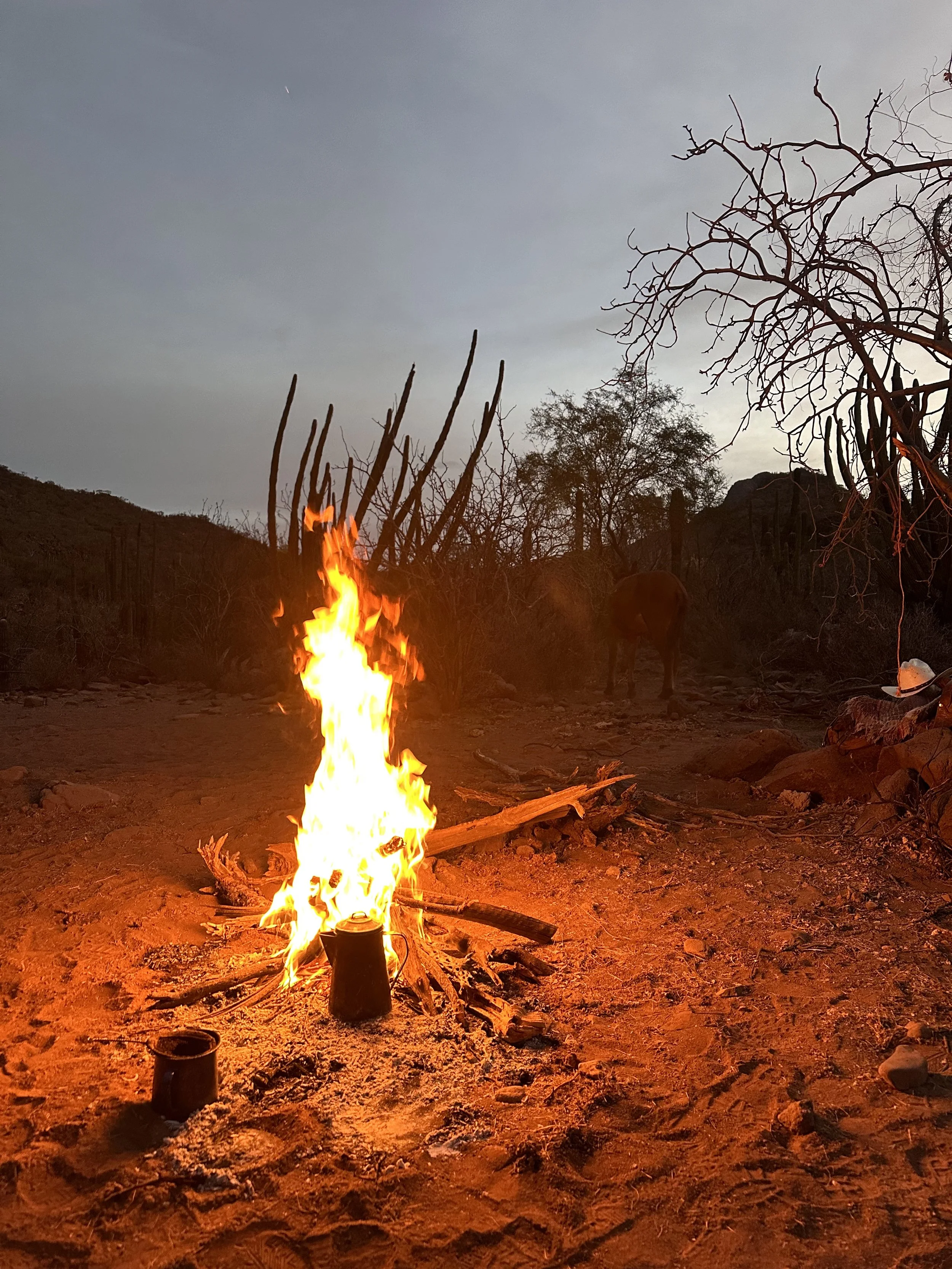 A small campfire burning on sandy ground with wrecked wood. In the background, there are leafless desert trees and mountains under a dusk or dawn sky. Two cups are on the ground near the fire.