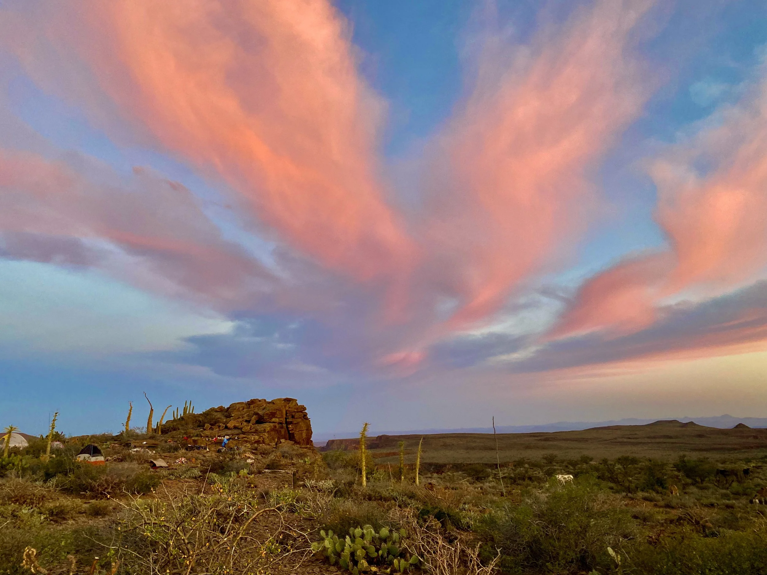 A desert landscape at sunset with pink and orange clouds in the sky, sparse cacti, and small vegetation on rocky terrain.