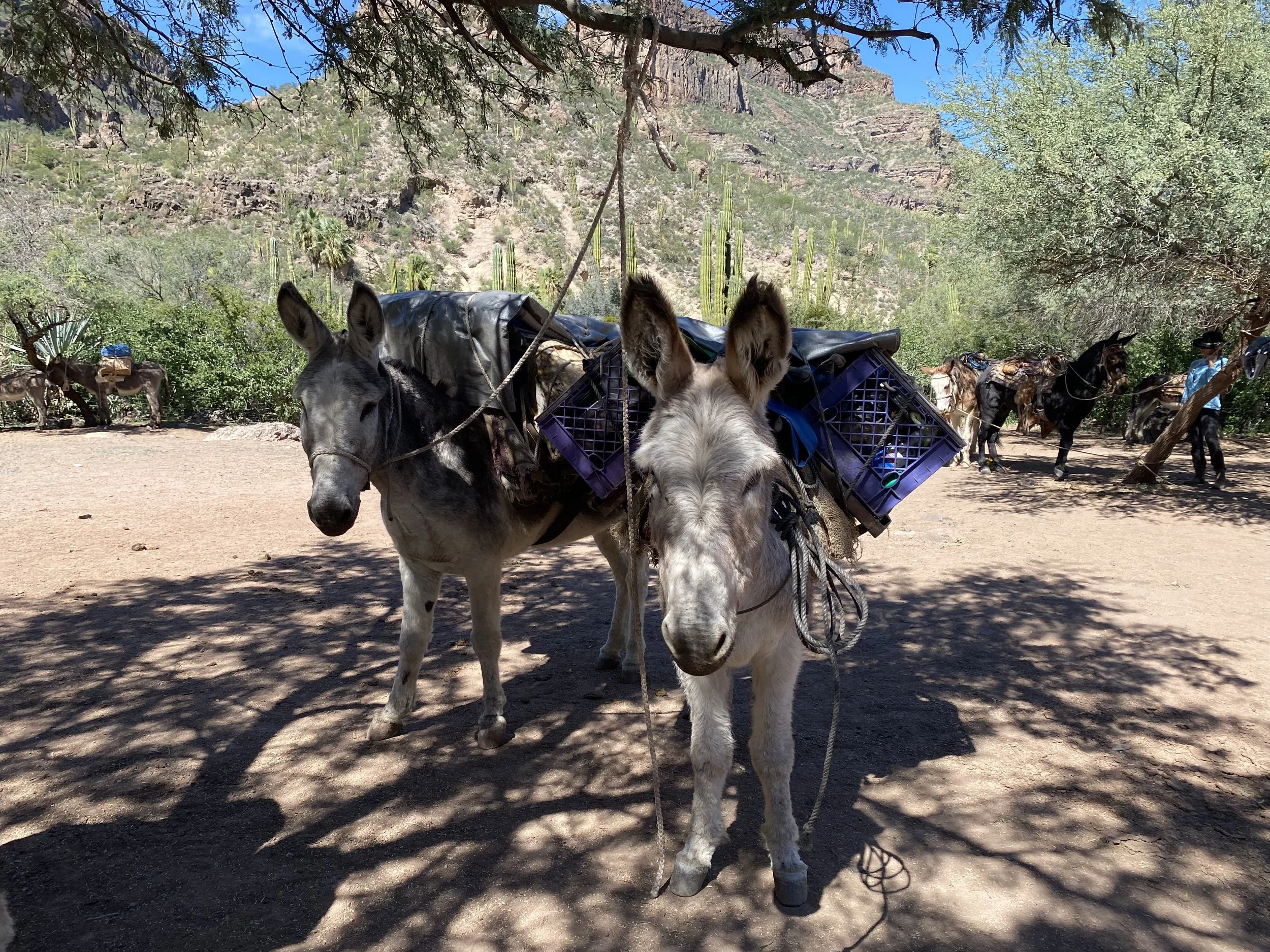 Two donkeys standing on a dirt ground, carrying supplies, with a desert landscape and cactus in the background, under a tree with dappled shade.