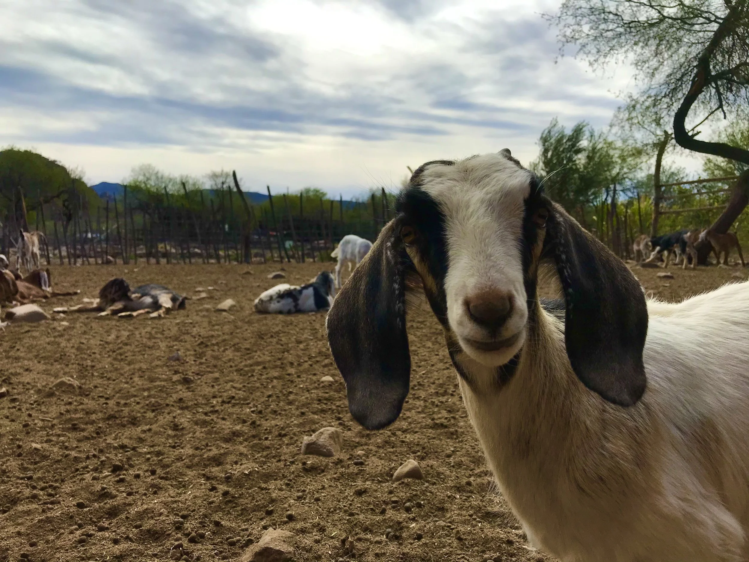 Close-up of a young goat with black and white fur looking at the camera, with a fenced farm and other goats resting on the ground in the background, under a cloudy sky.