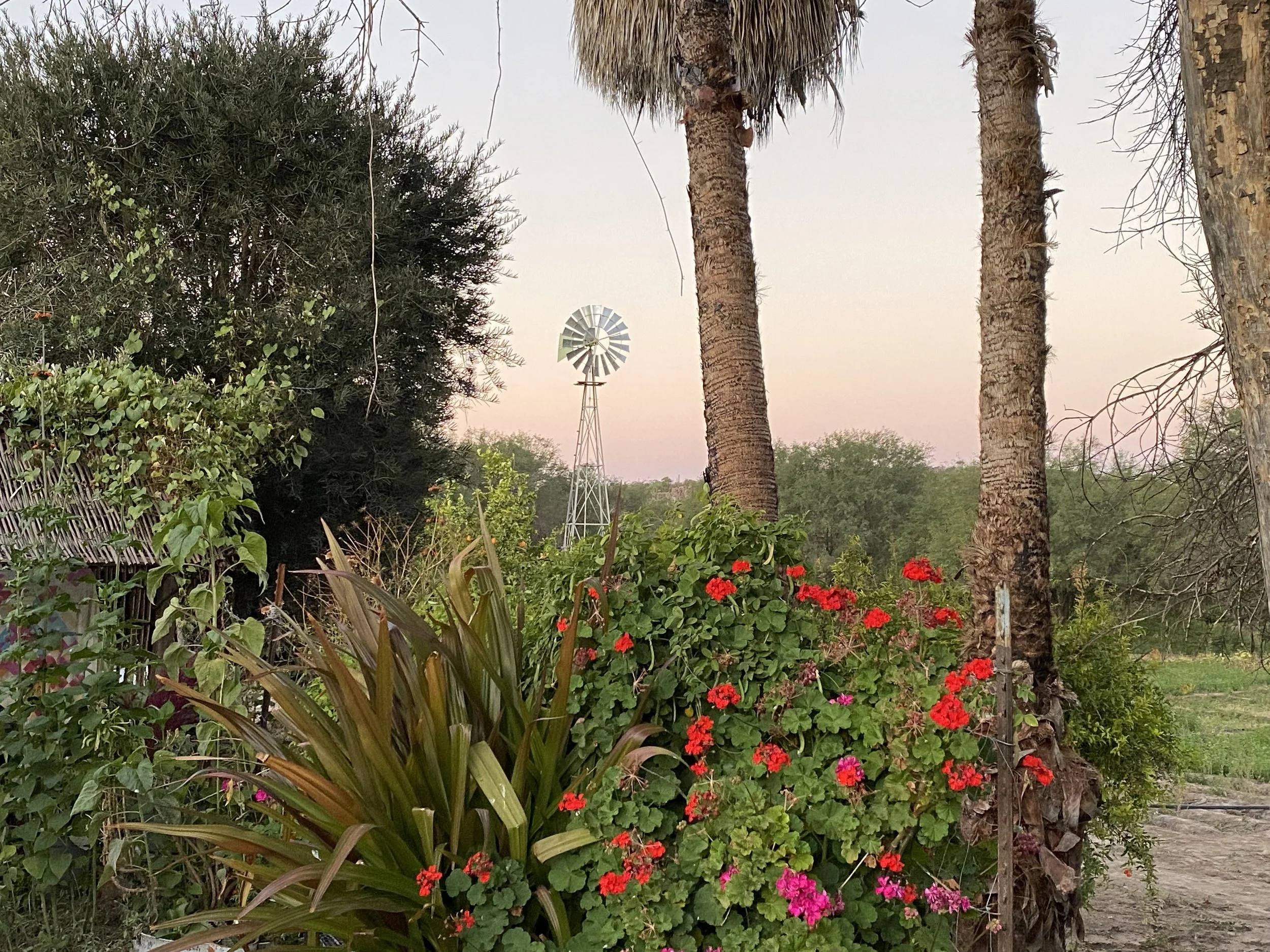A garden scene with colorful flowers, including red and pink blooms, and lush green foliage. There are tall palm trees, a wooden fence, and a windmill in the background against a pastel-colored sky.