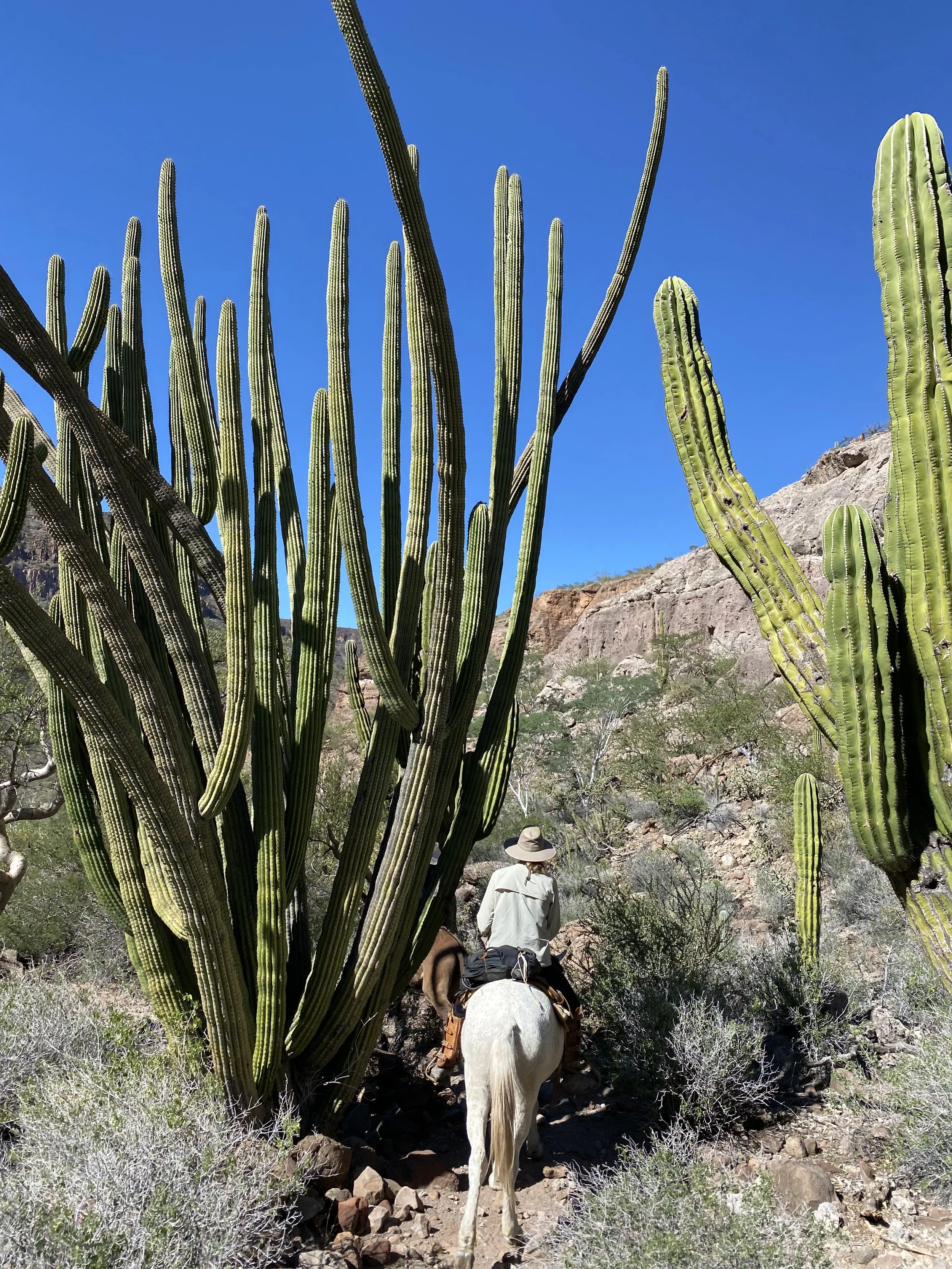 Person riding a horse through a desert terrain with large cacti and rocky hills under a clear blue sky.
