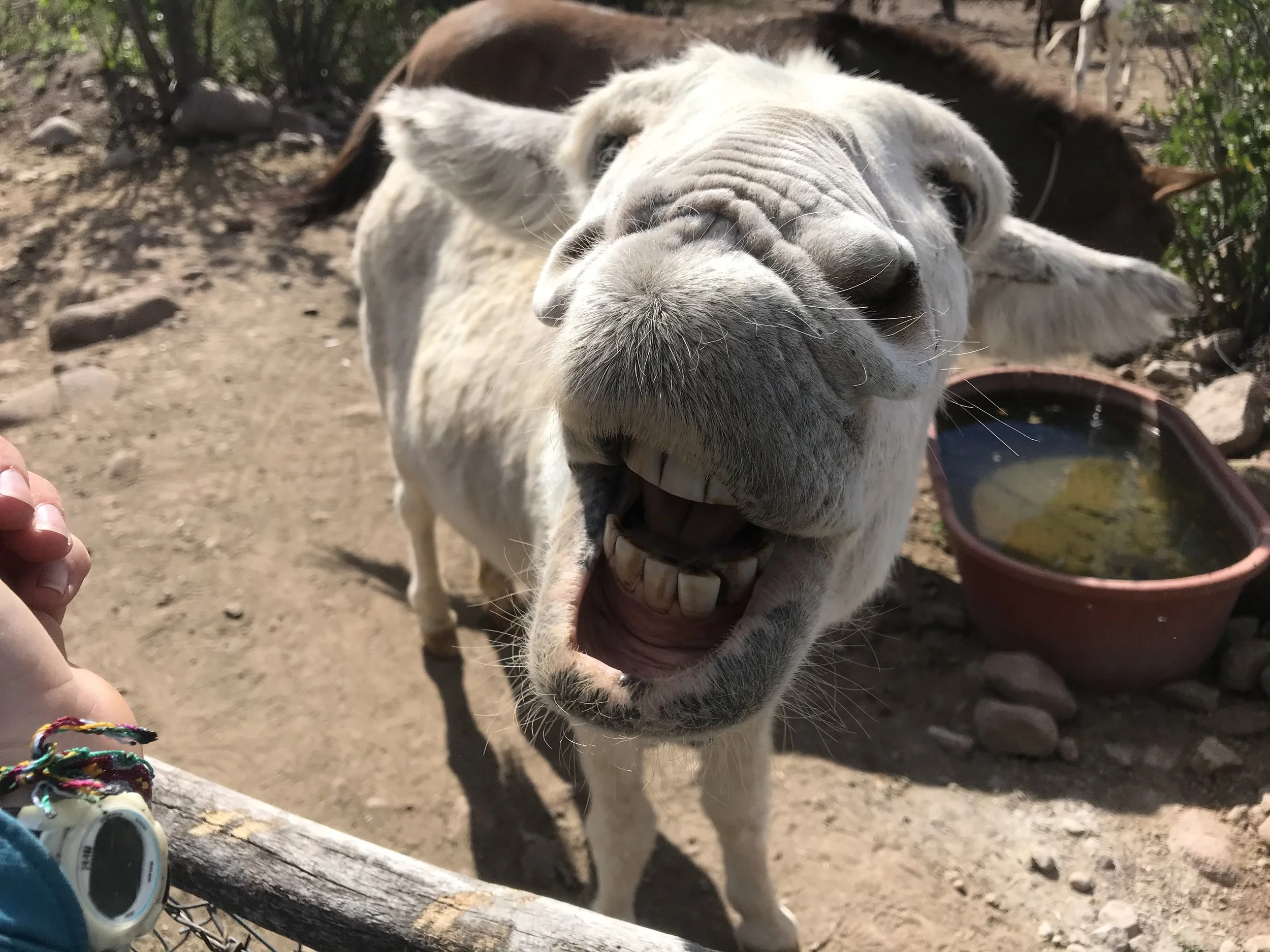 A close-up of a white alpaca with its mouth open, showing teeth, as it appears to be smiling or yawning. It is outdoors on a dirt ground with a person’s hand visible on the left side.