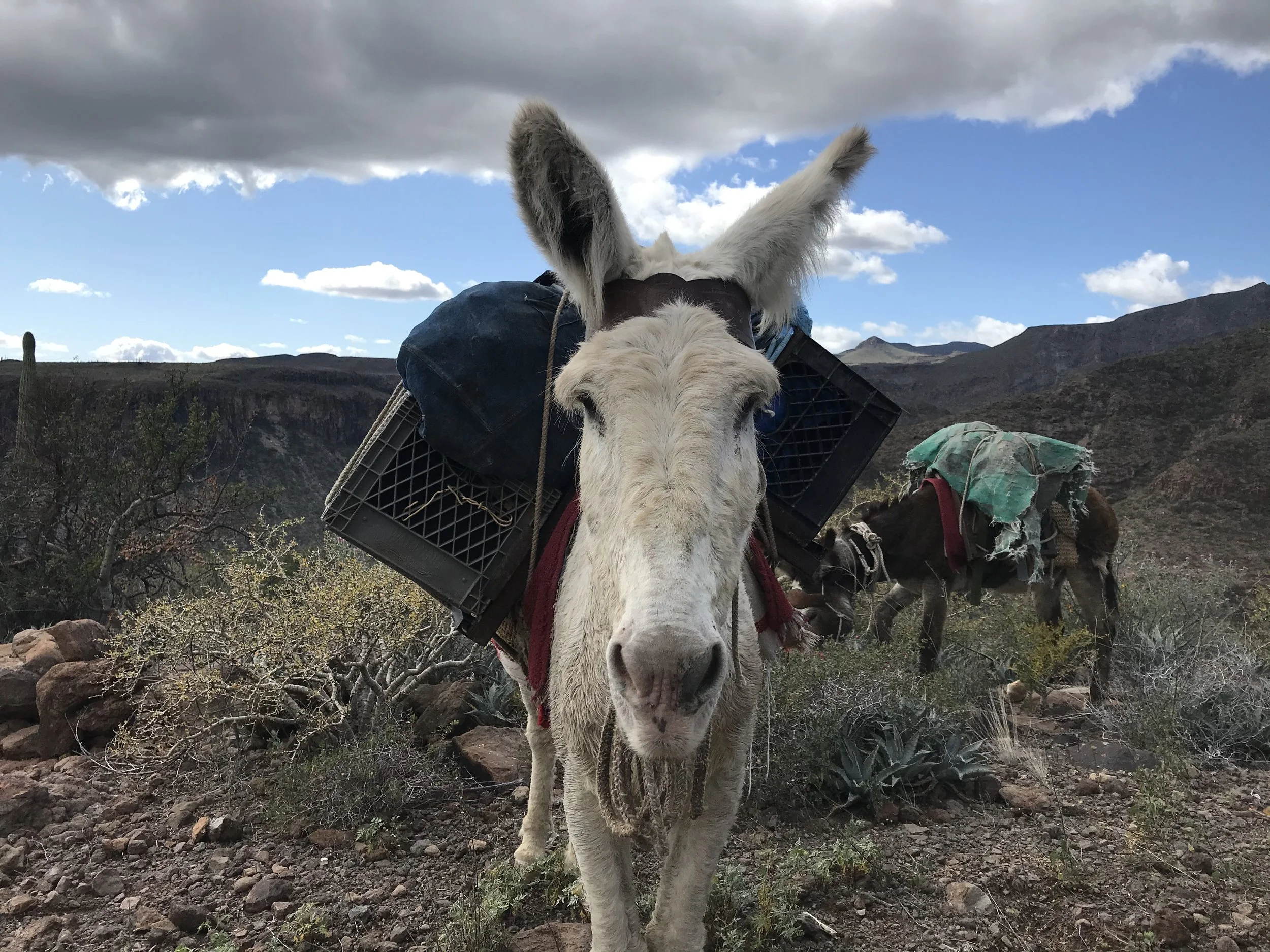 Donkey with black crate and blue bag on its back in a desert landscape with mountains and cloudy sky