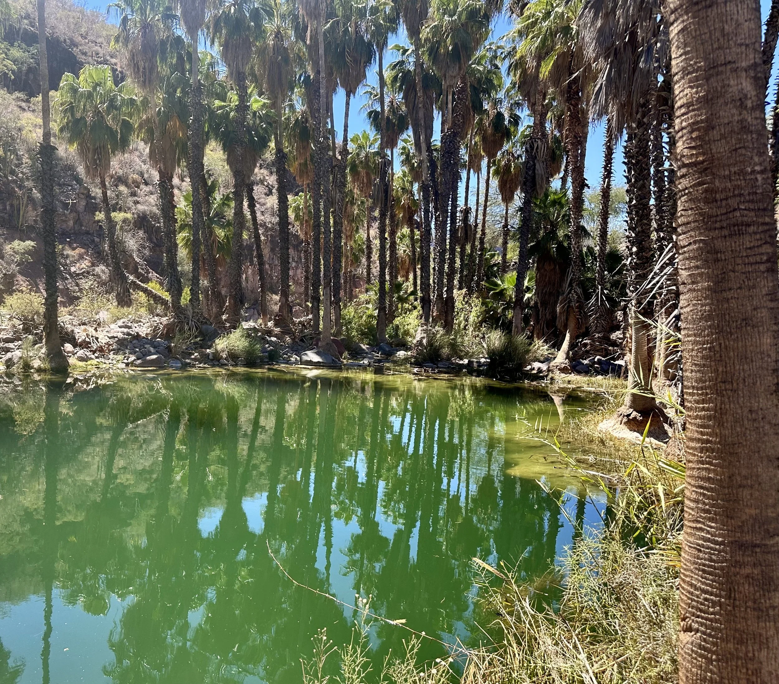 A small pond surrounded by tall palm trees and dry shrubs, with clear blue sky visible in the background.