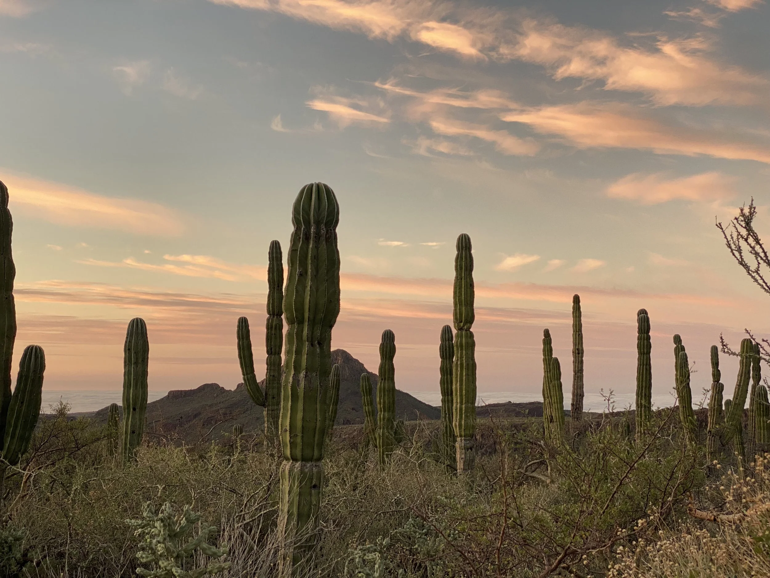 Desert landscape with tall cacti, mountains in the distance, and a colorful sunset sky with pink and orange clouds.